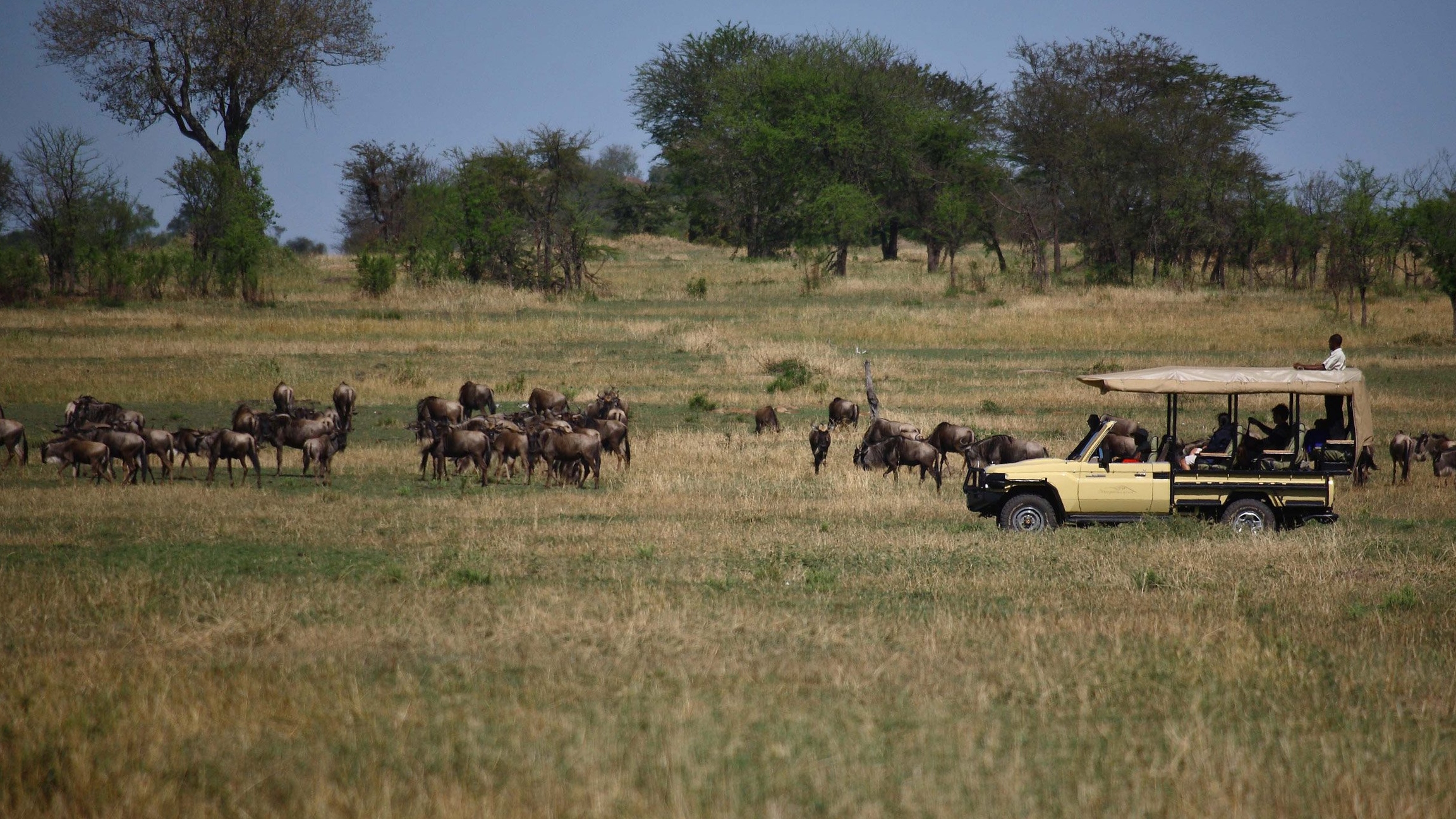 Roving Bushtops