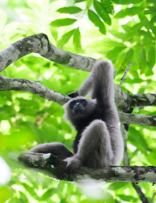 Borneo Rainforest Lodge
