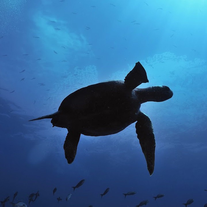 A turtle in the ocean.