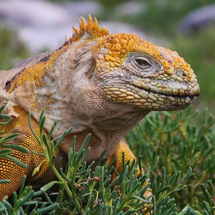 A close up of an iguana.