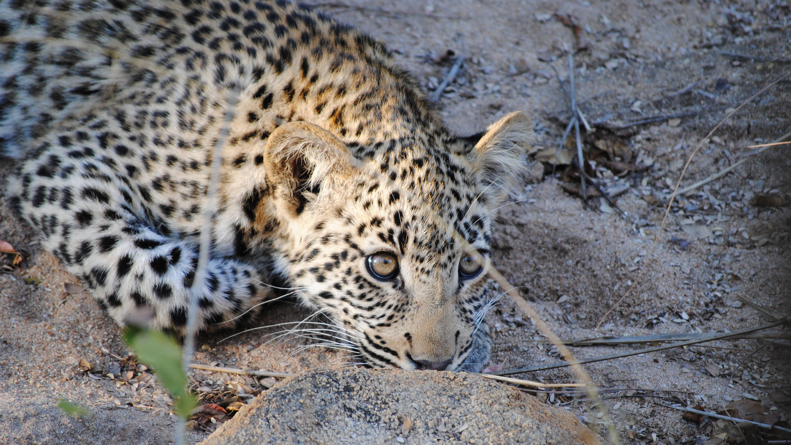 Chapungu Luxury Tented Camp