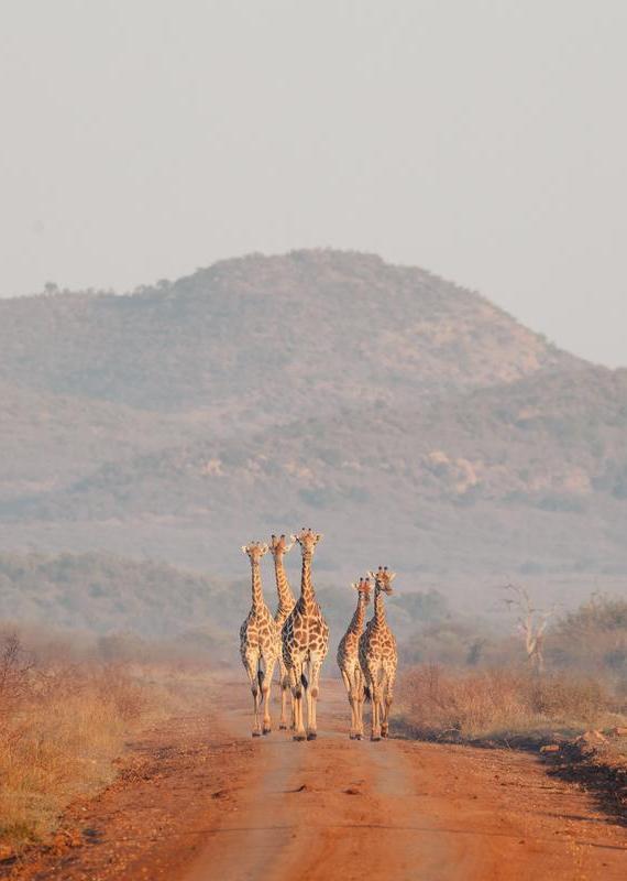 Five giraffes walking down a red dirt road with hills in the background on safari at Jaci's Private Lodge.
