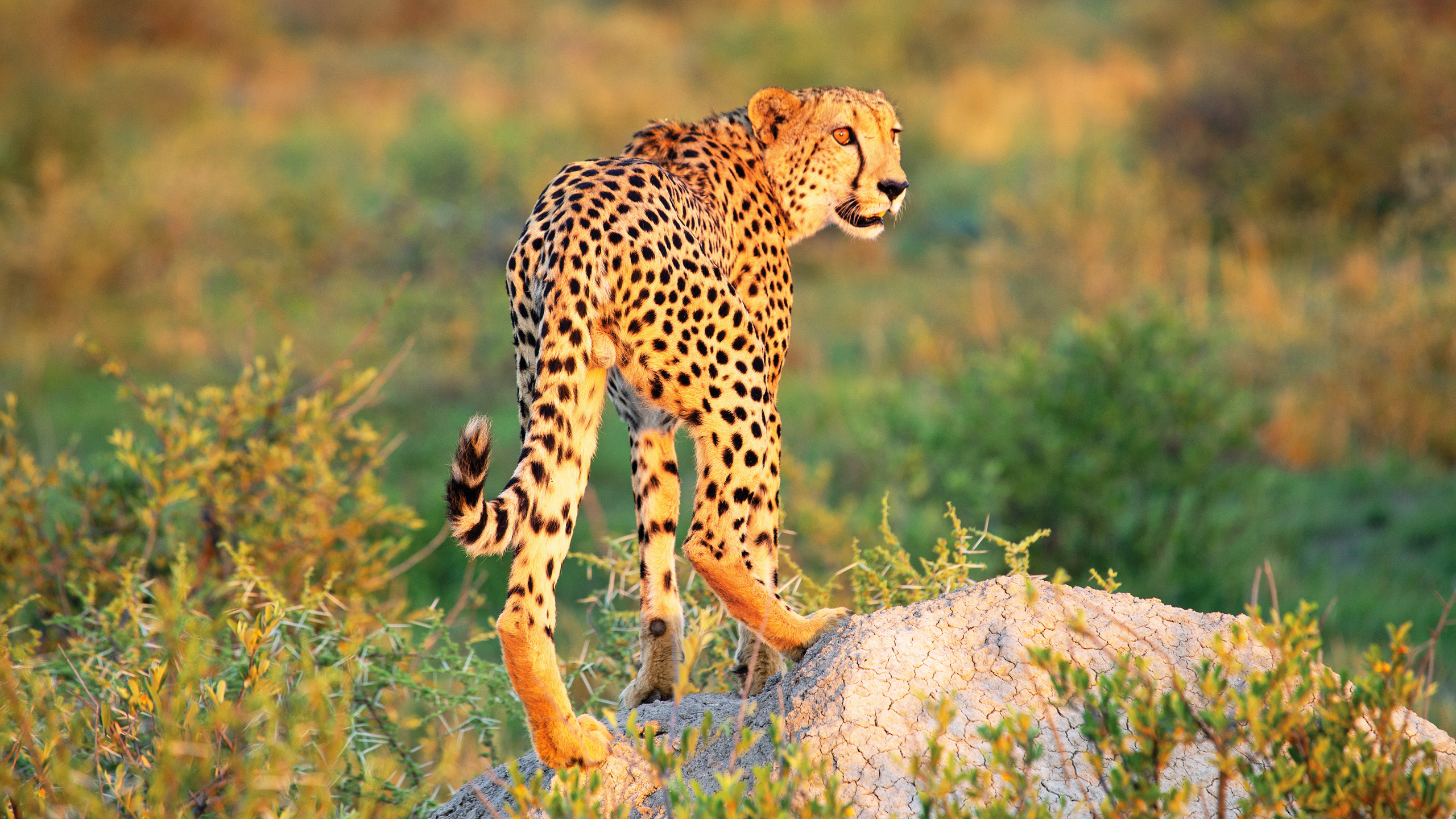 Madikwe Hills Private Game Lodge