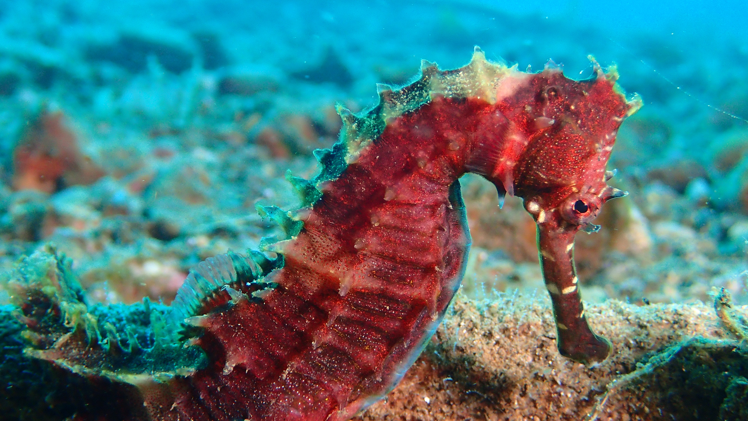mantra-sea-horse