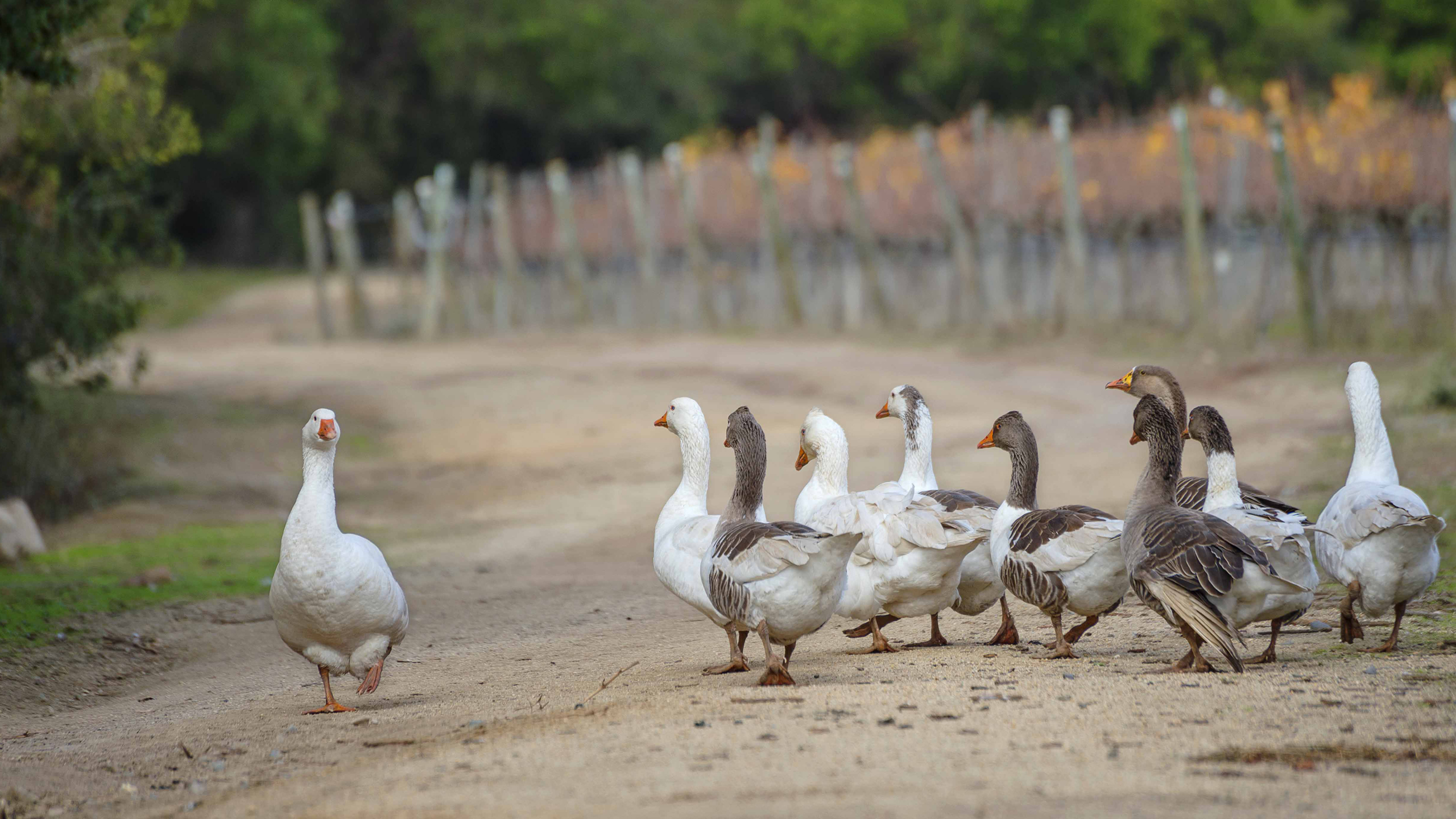 matetic-ducks