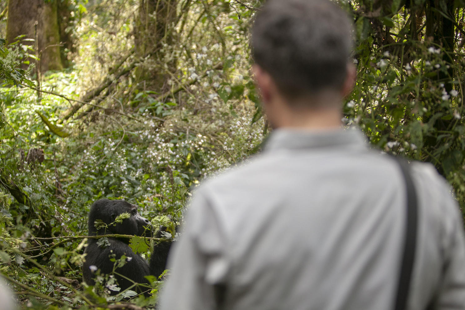 Out-of-focus back of a person watching a black gorilla eating leaves among lush green plants in a forest.