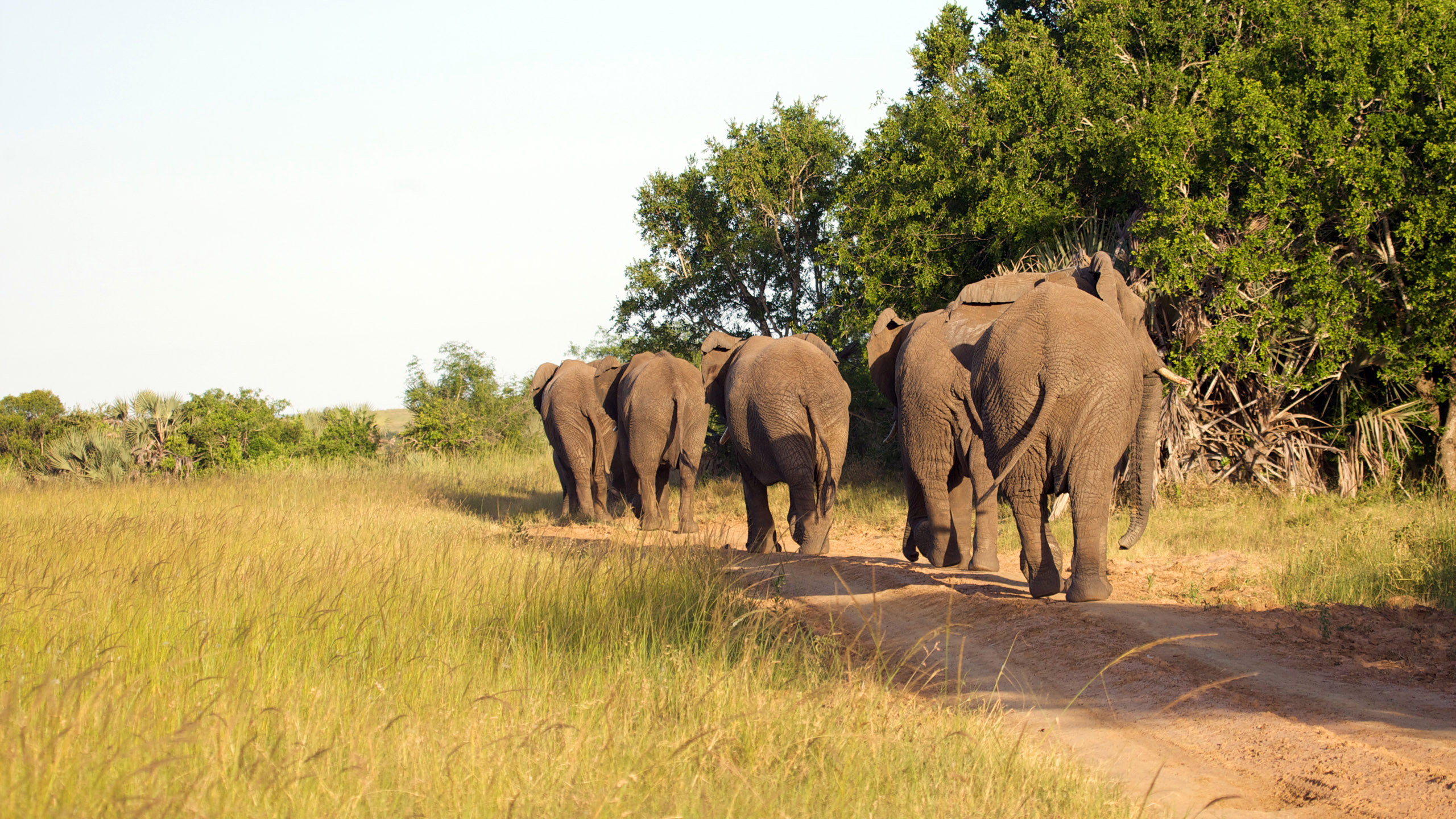 Phinda Vlei Lodge