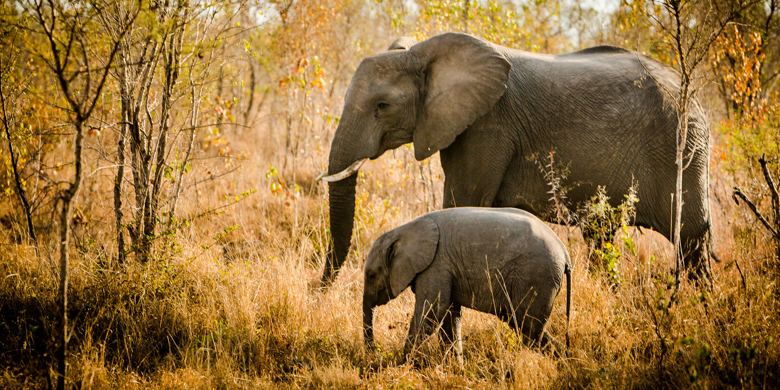 Sabi Sabi Reserve