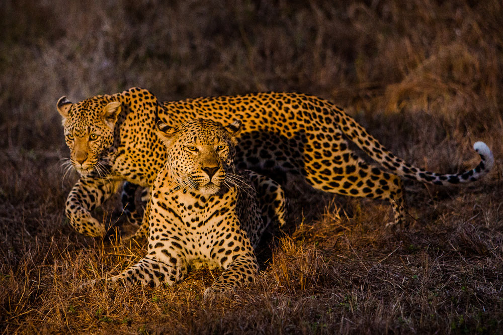 Sabi Sabi Reserve