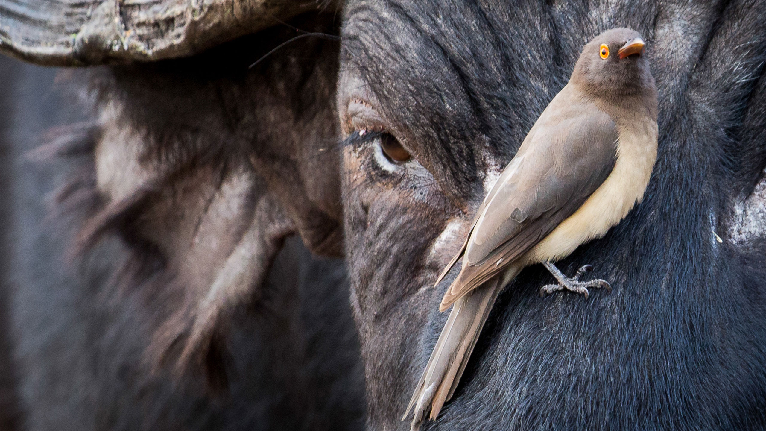 Buffalo in Africa