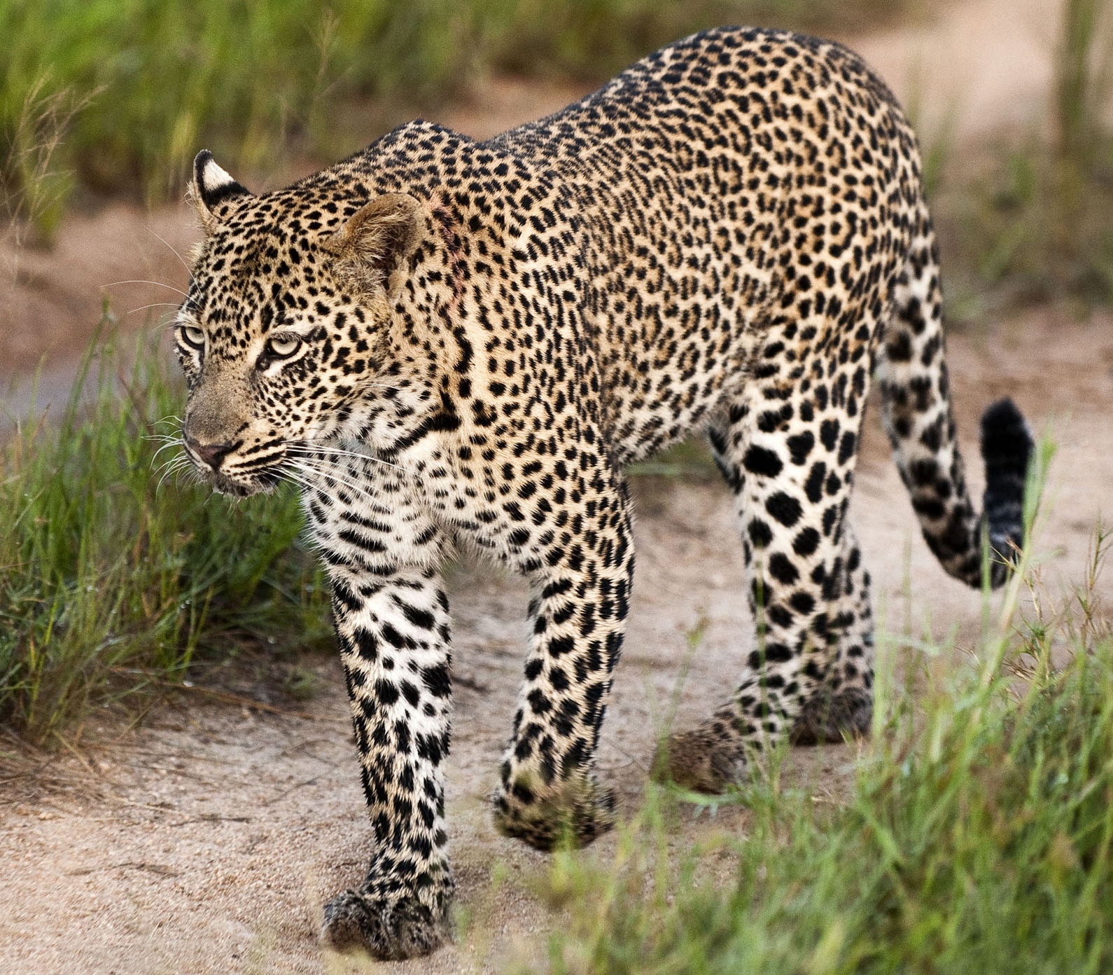 Lion Sands Reserve