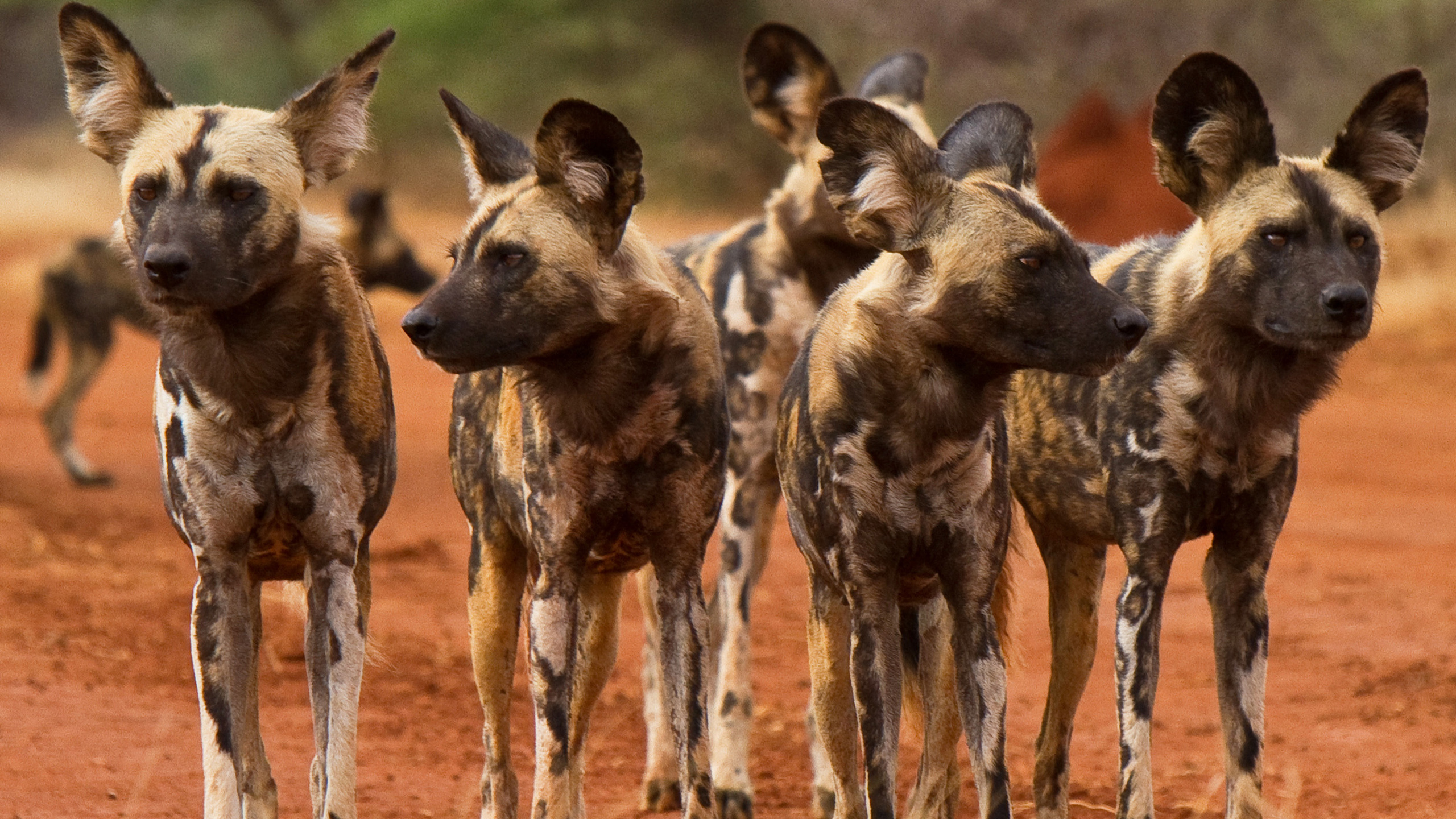 South Africa; Madikwe Game Reserve; Sanctuary Makanyane