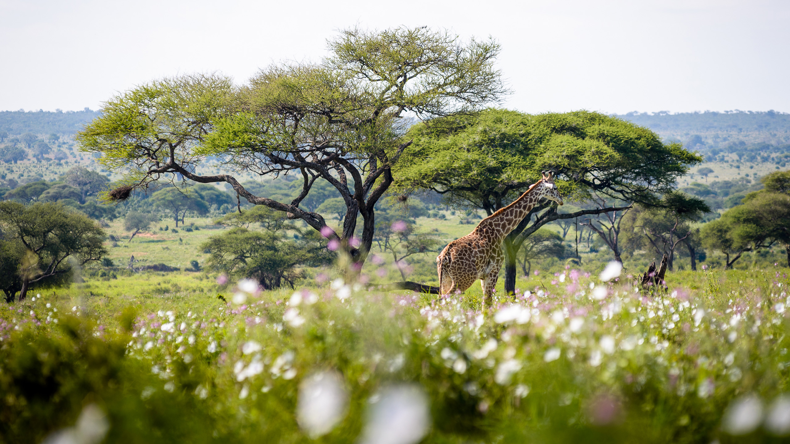 Sanctuary Swala Camp