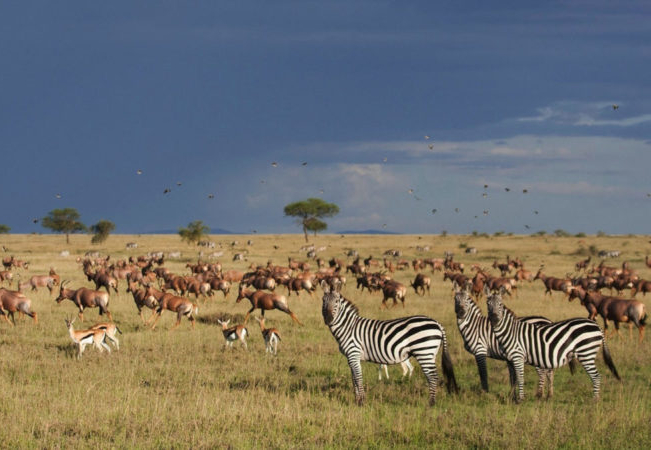 Singita Sasakwa