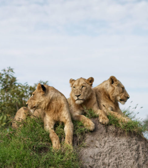 Singita Lebombo