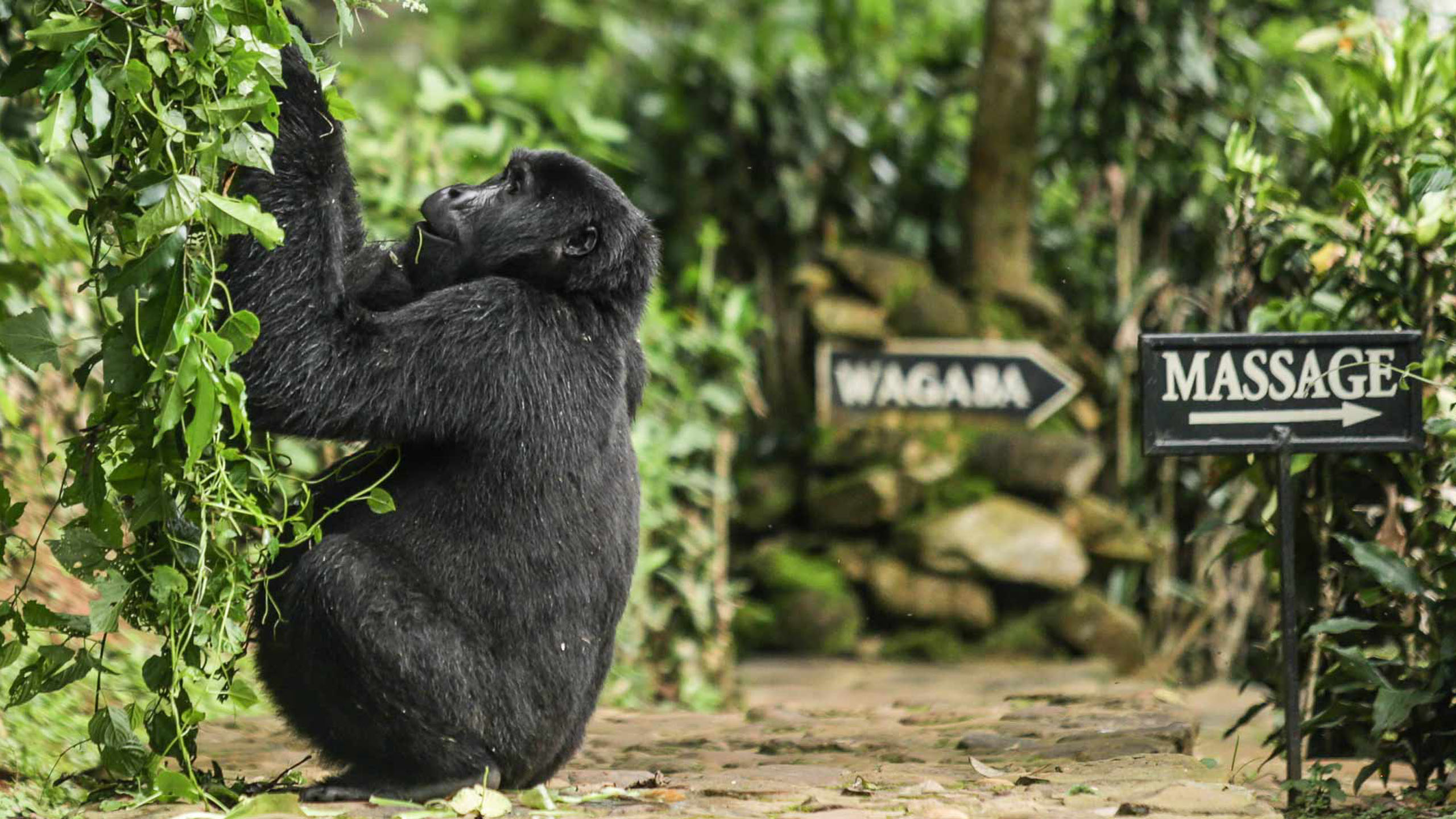 Bwindi Lodge