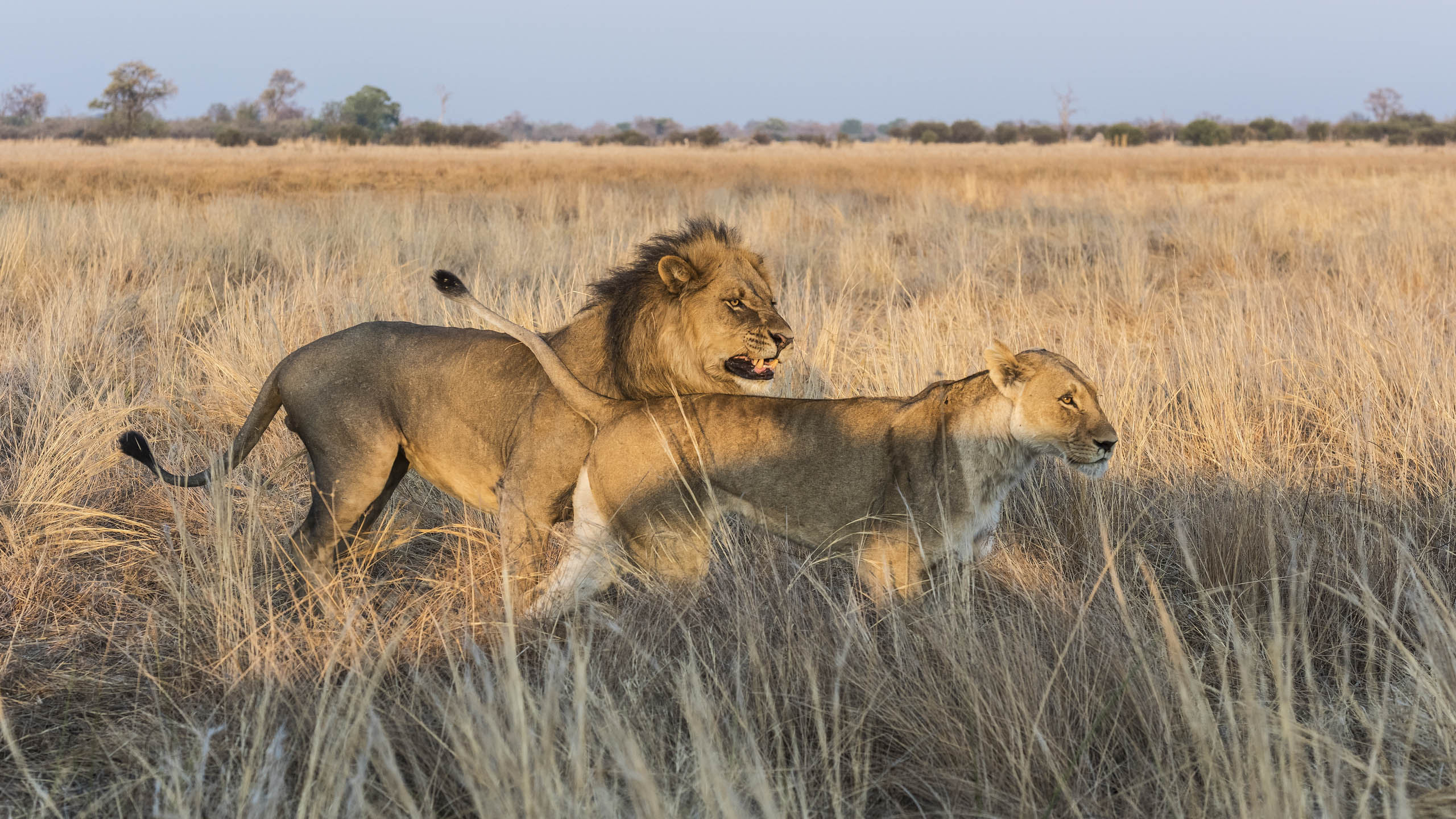 Wilderness Savuti Camp
