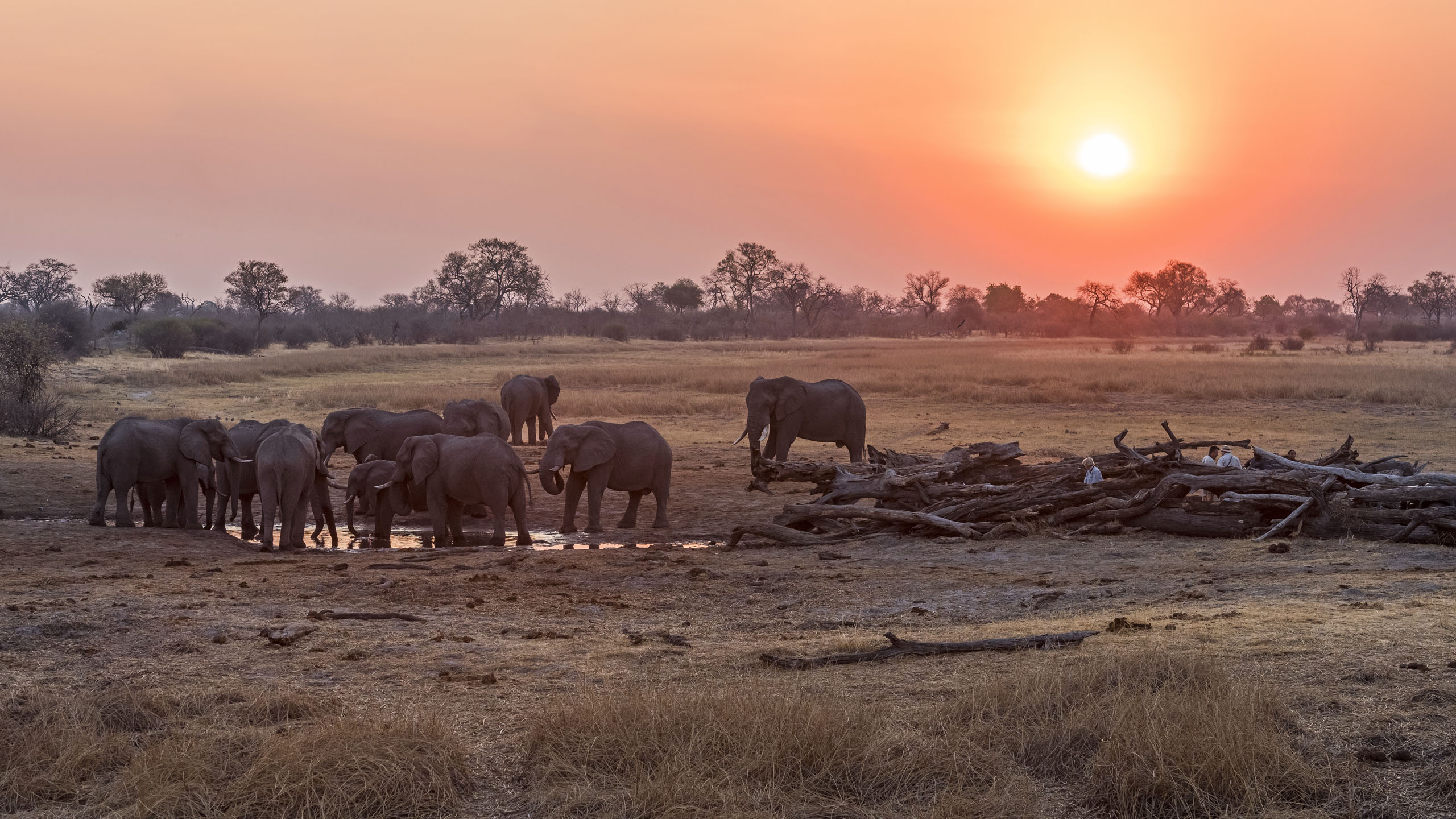 Wilderness Savuti Camp