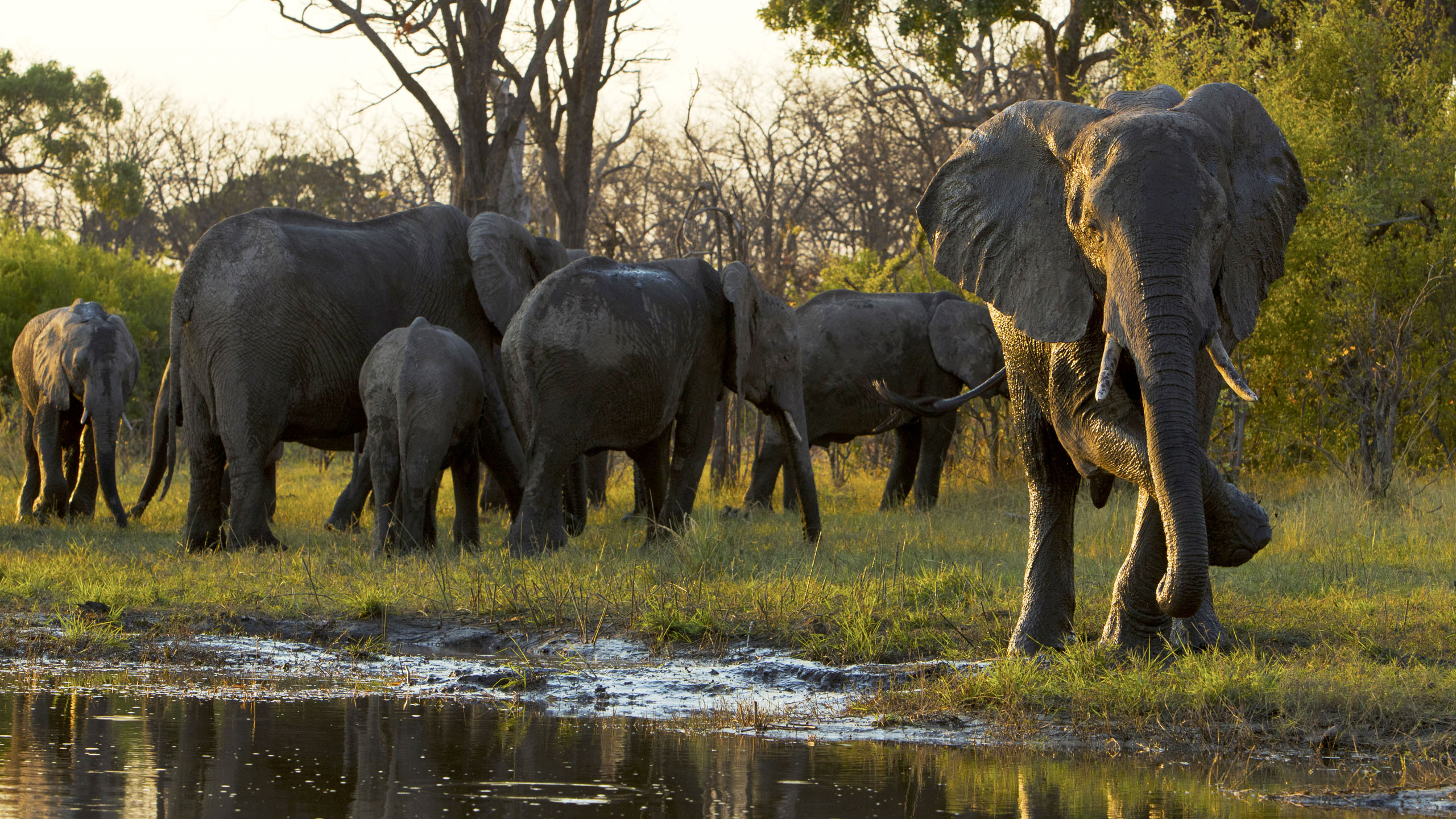 A herd of wild elephants standing be a watering hole