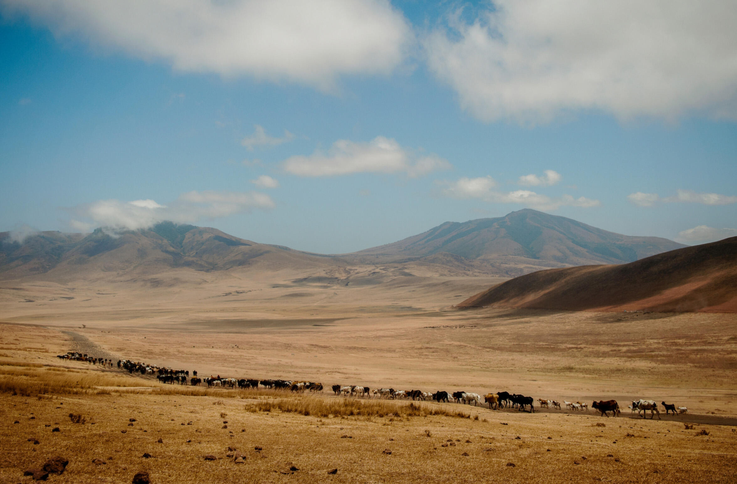 Entamanu Ngorongoro