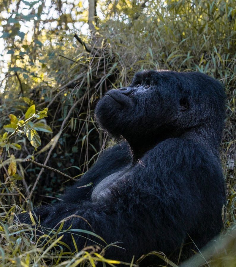 Mount Gahinga Lodge