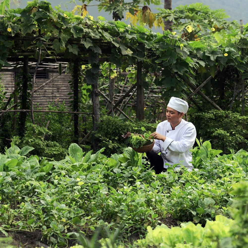 A chef in the garden at Six Senses Con Dao
