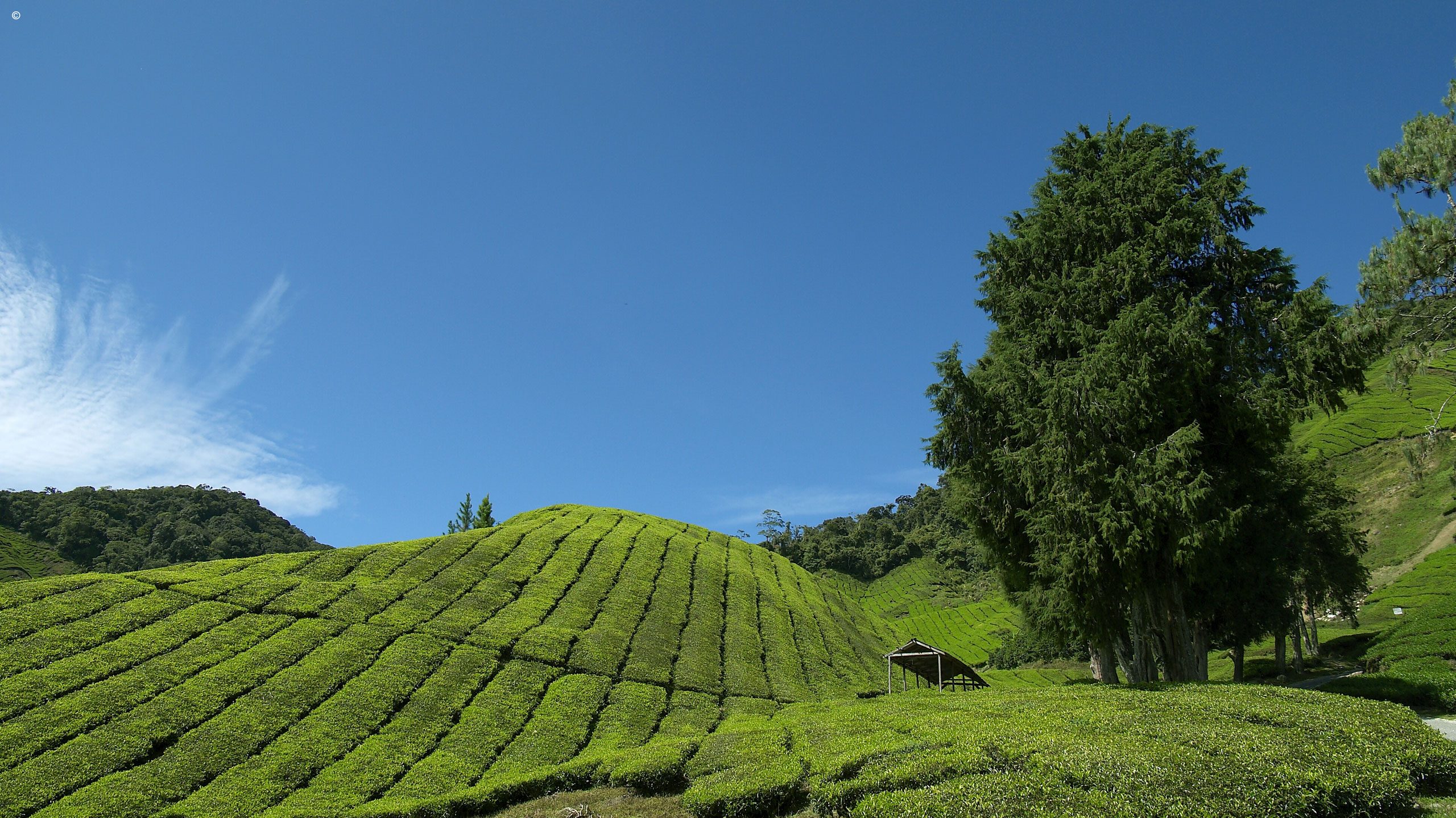 Cameron Highlands Resort