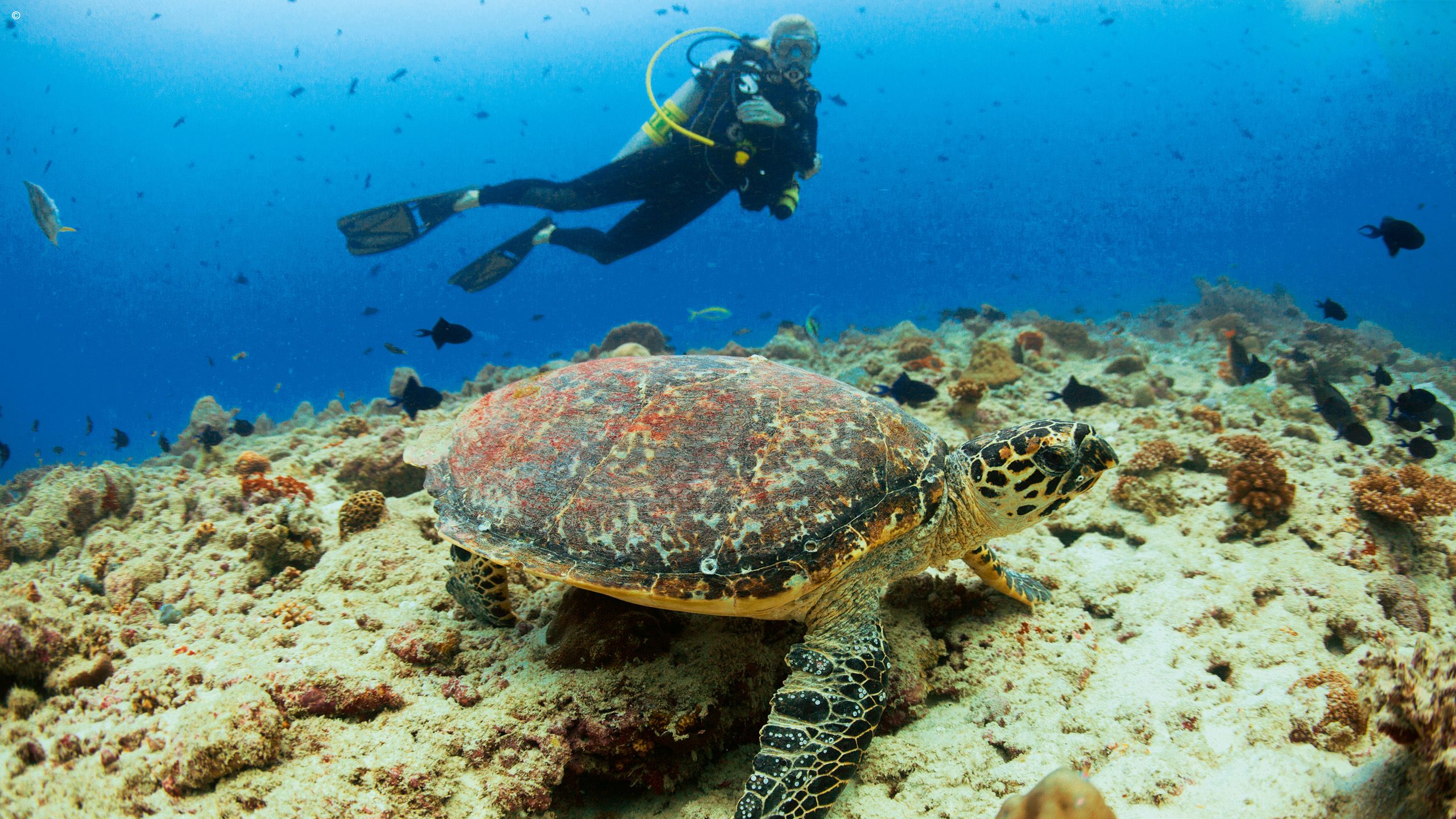 Scuba diving