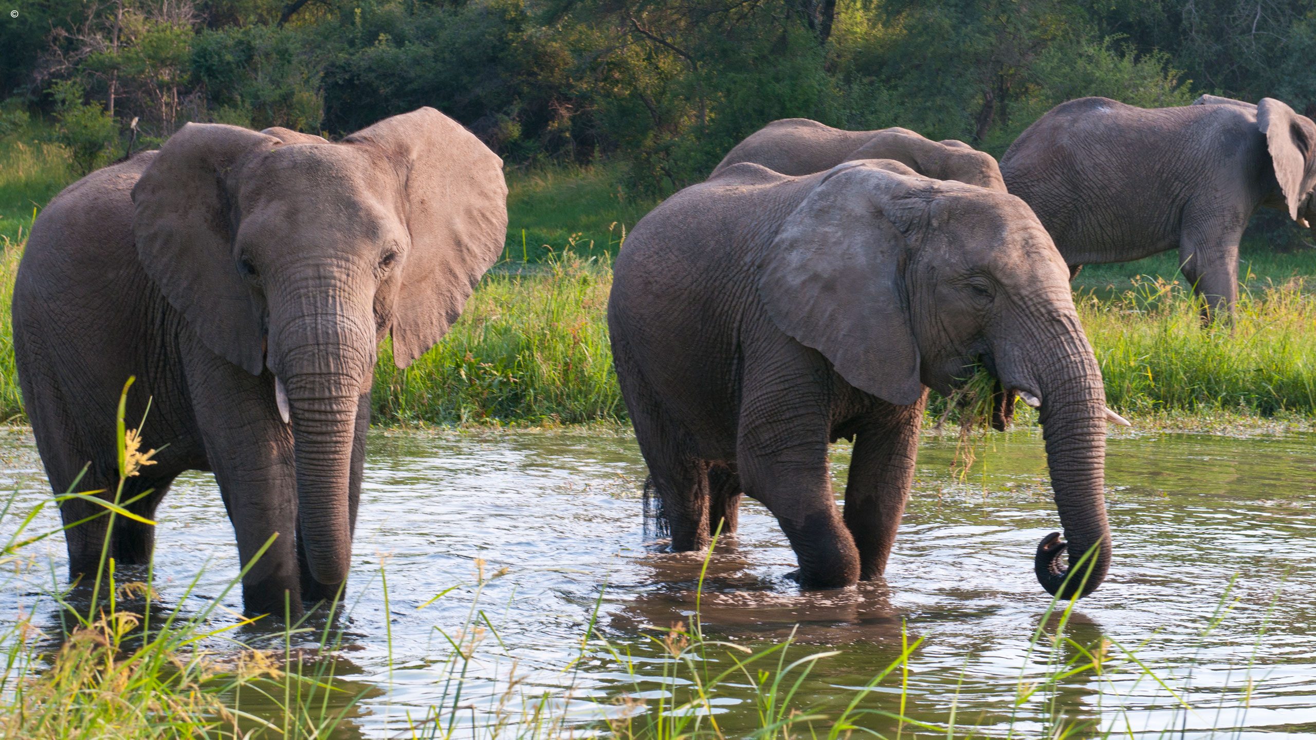 Elephants Zimbabwe