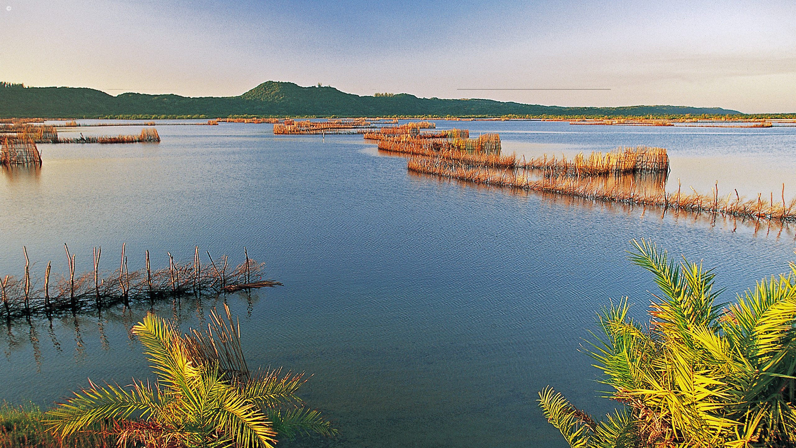 Kosi Forest Lodge