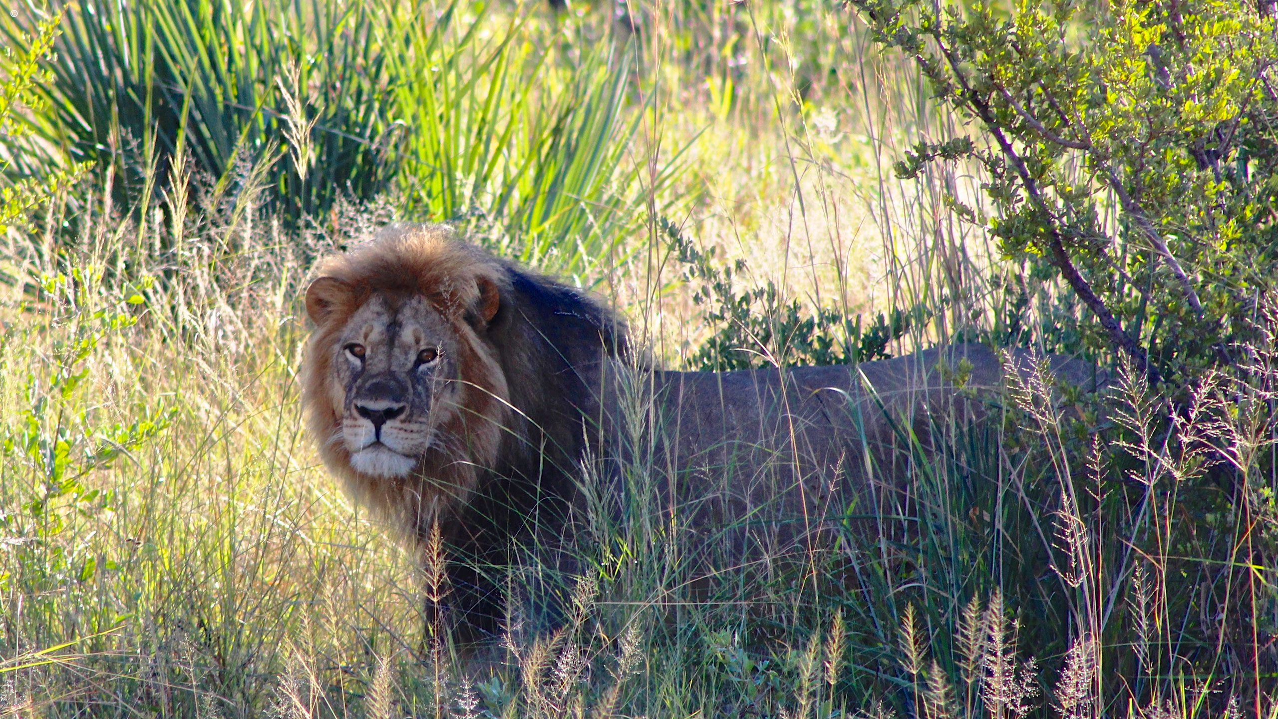 Lion near rain gauge pan Zimbabwe
