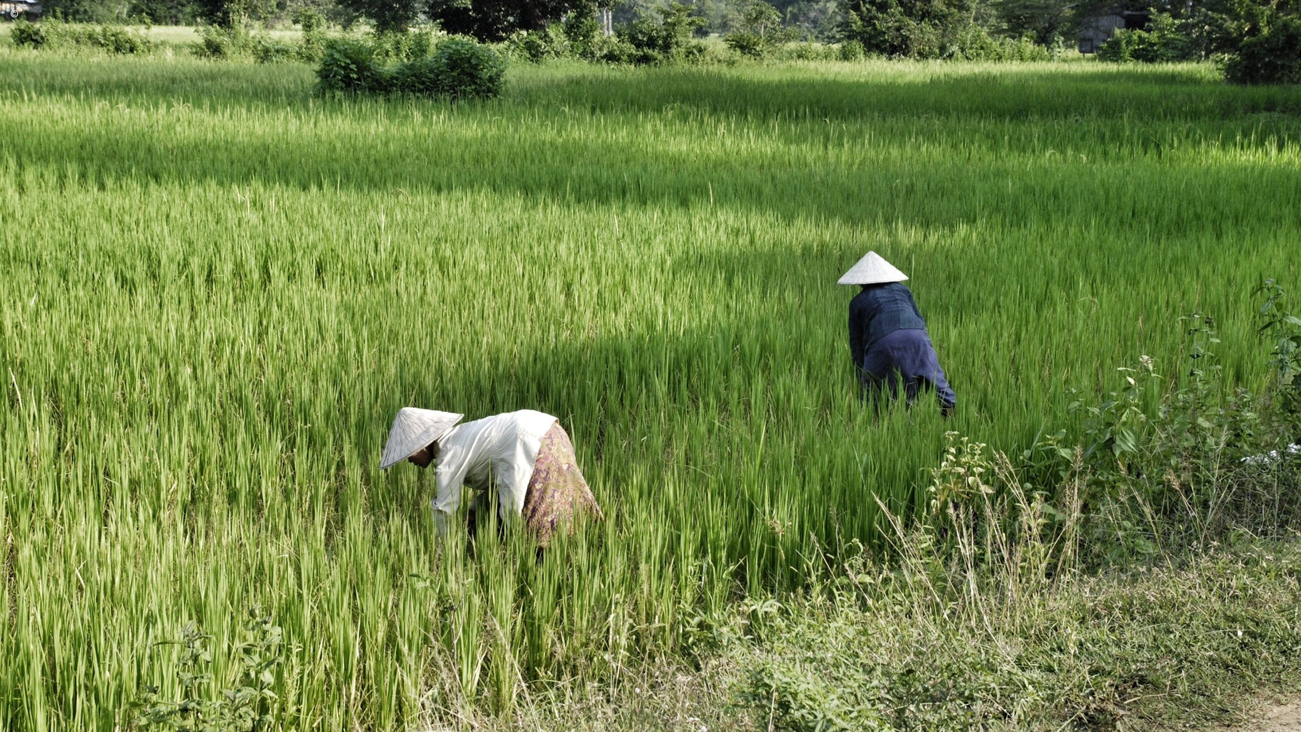 Vat Phou