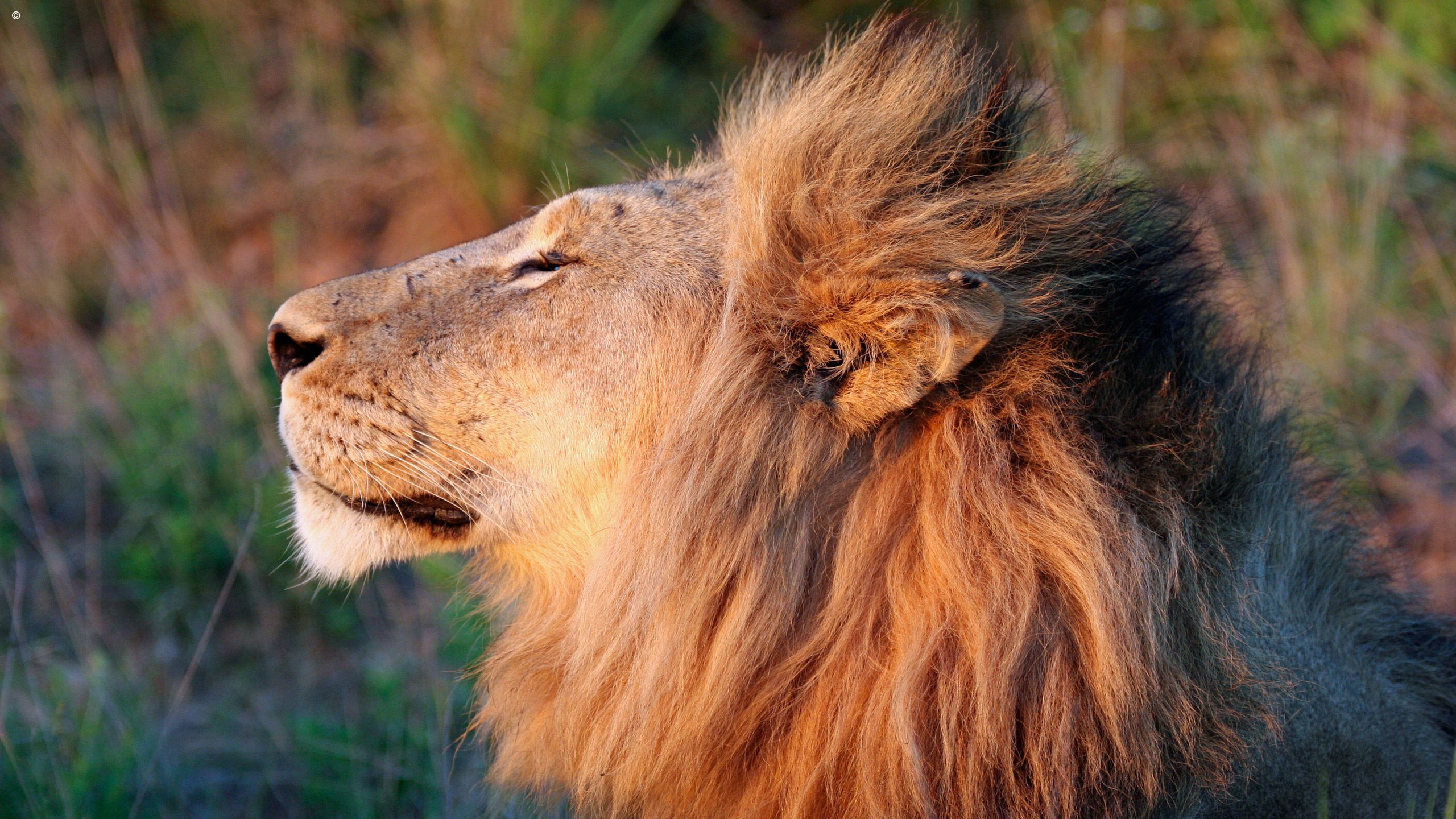 Timbavati Private Game Reserve