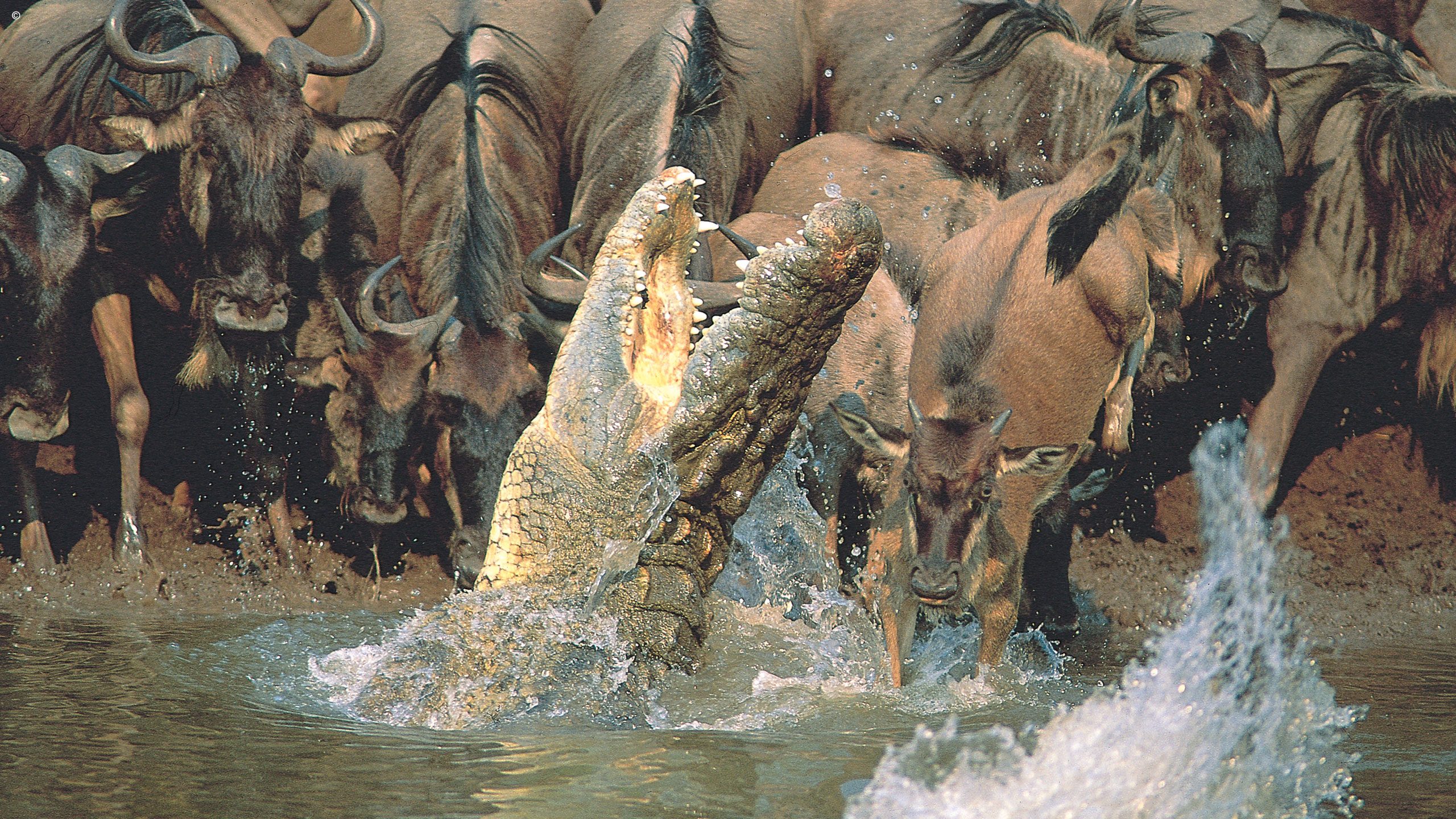 Lemala Mara