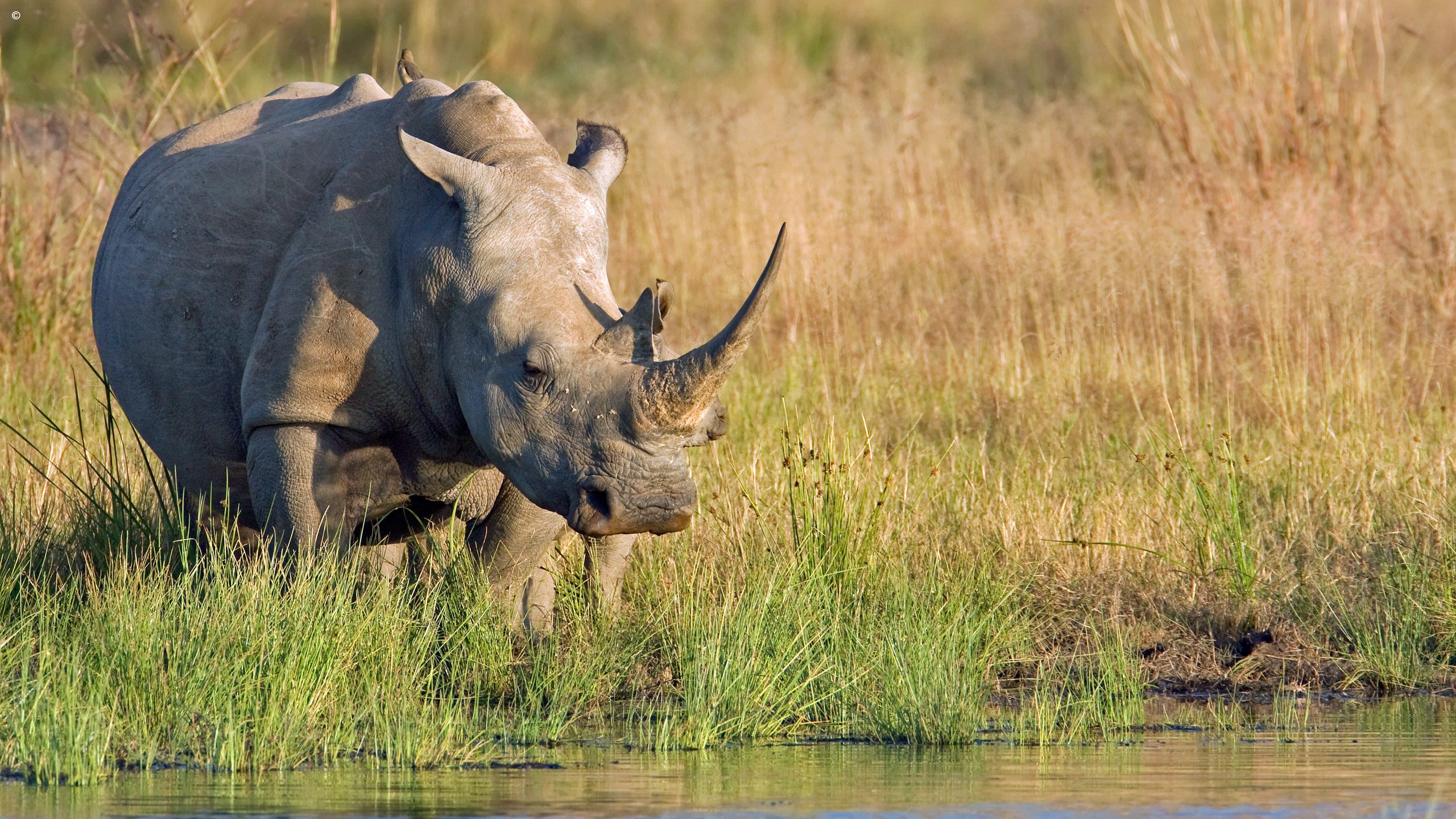 Timbavati Private Game Reserve