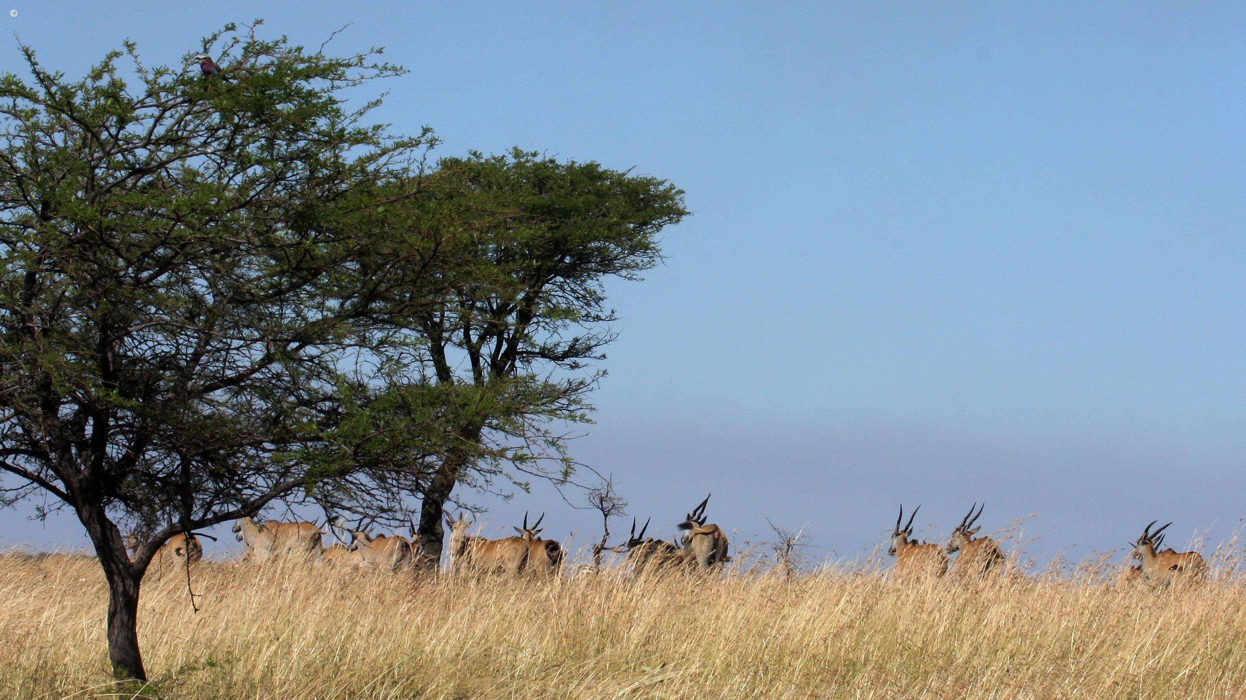 Lemala Mara