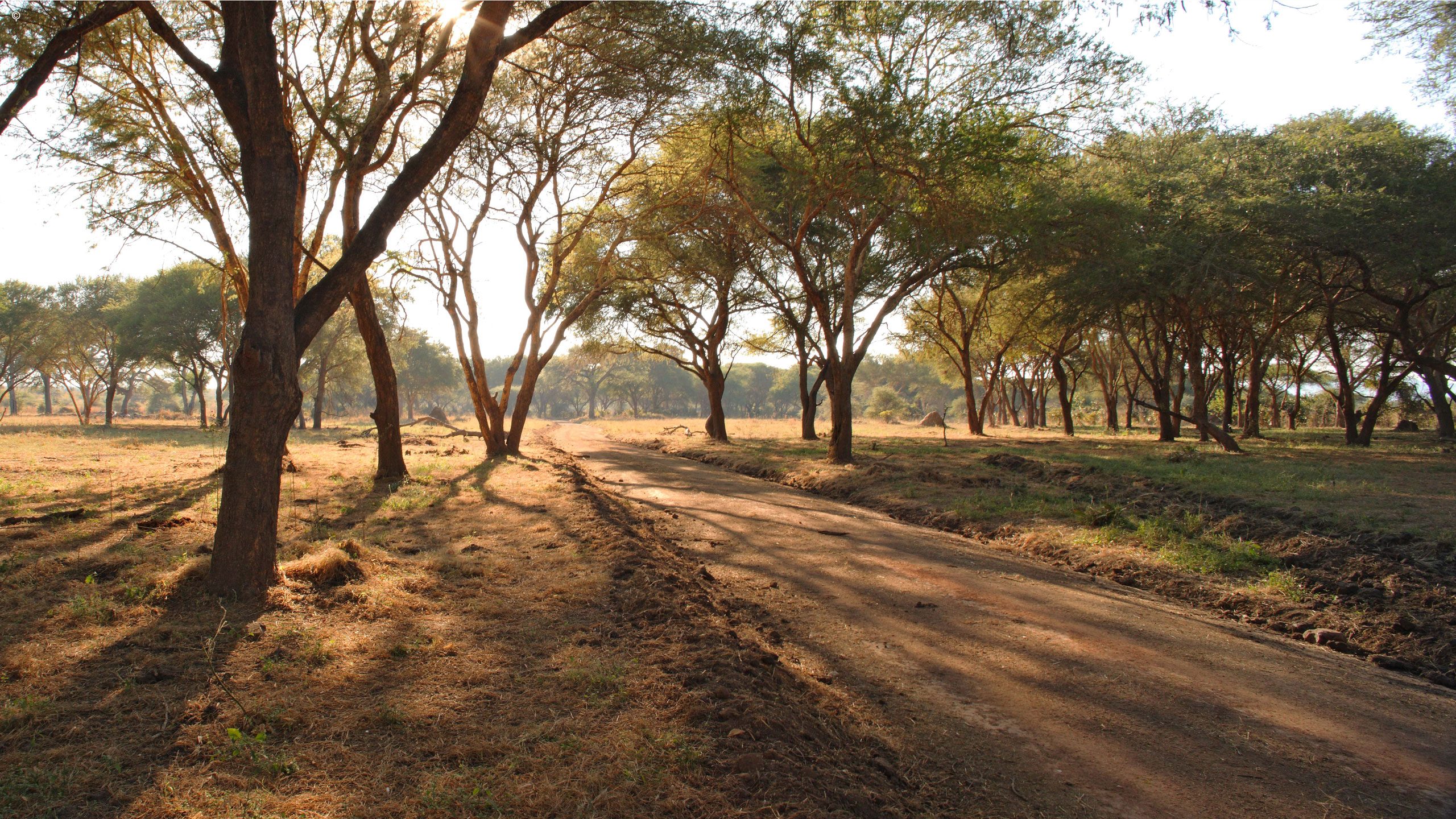 Jongomero Camp