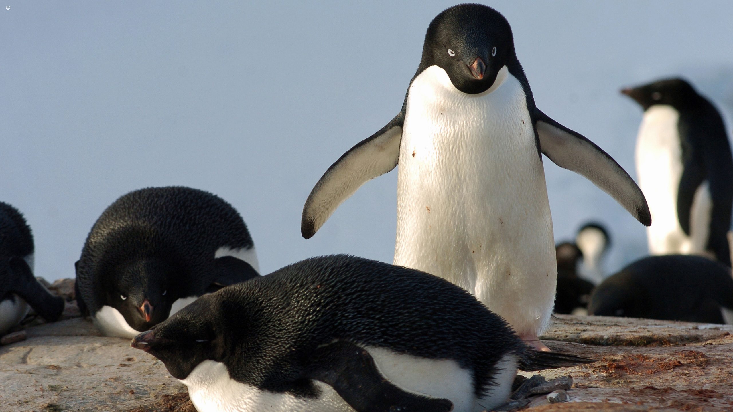 Antarctica21: Ocean Nova