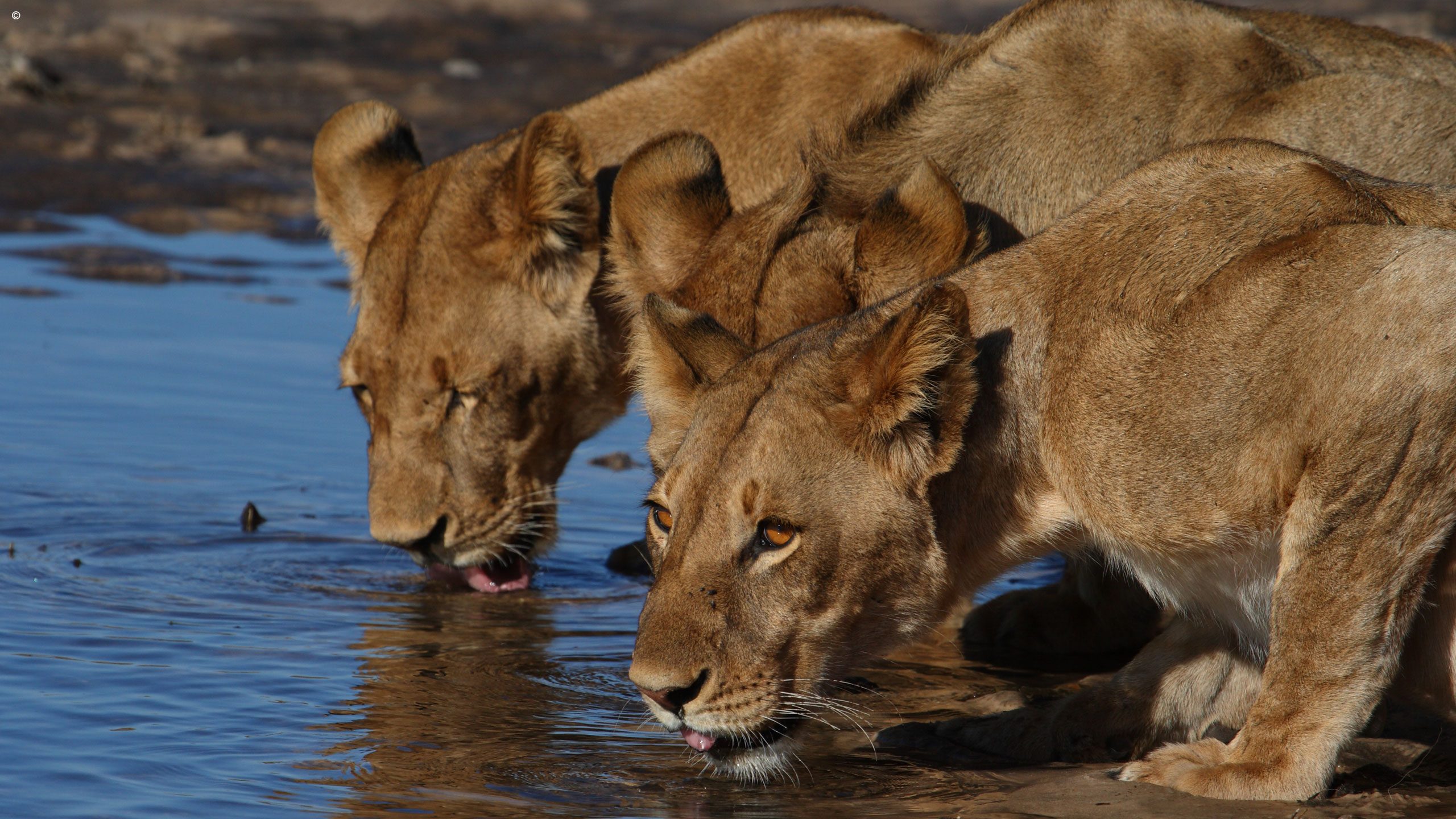 Savute Safari Lodge