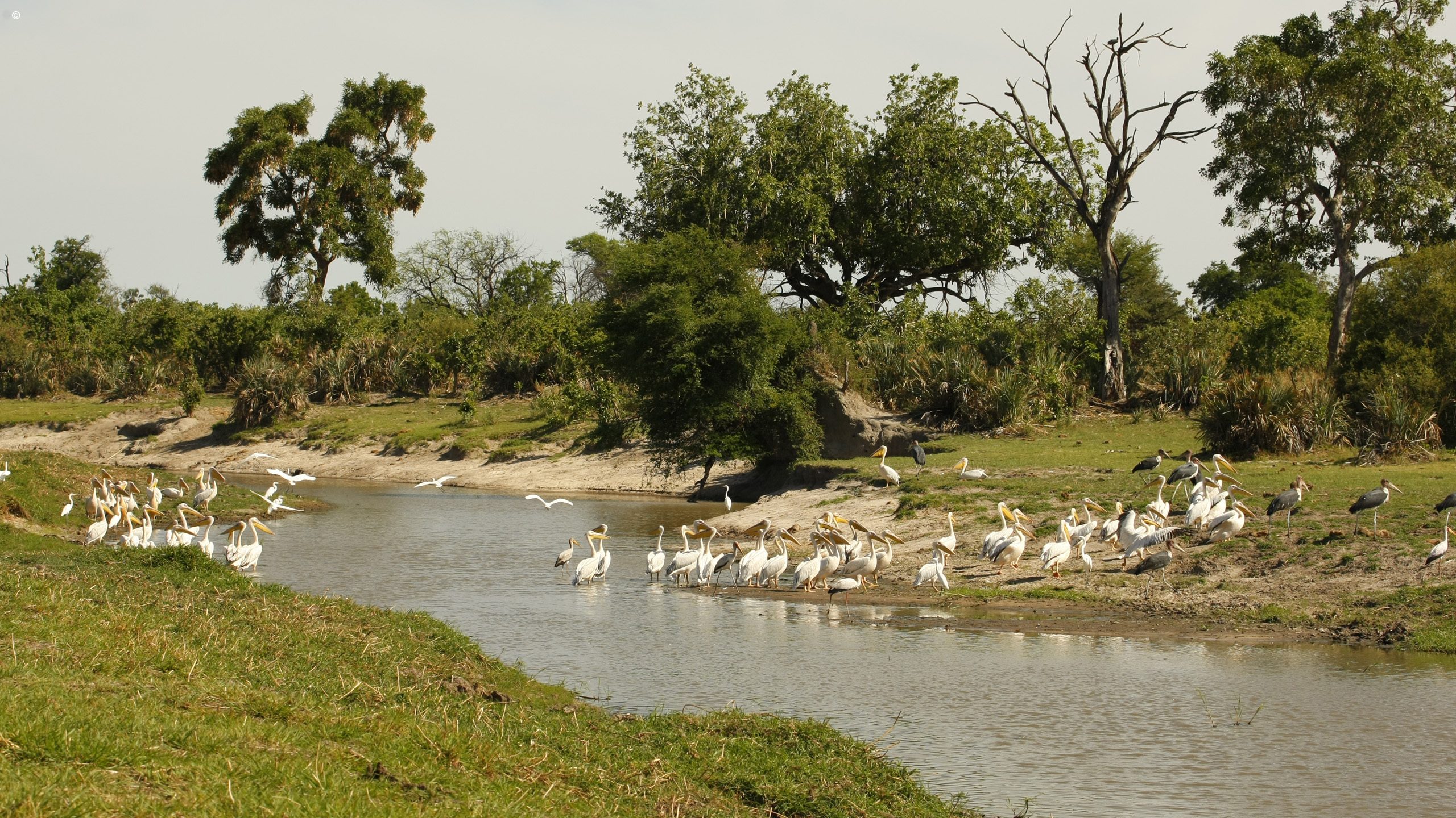 Gomoti Plains Camp