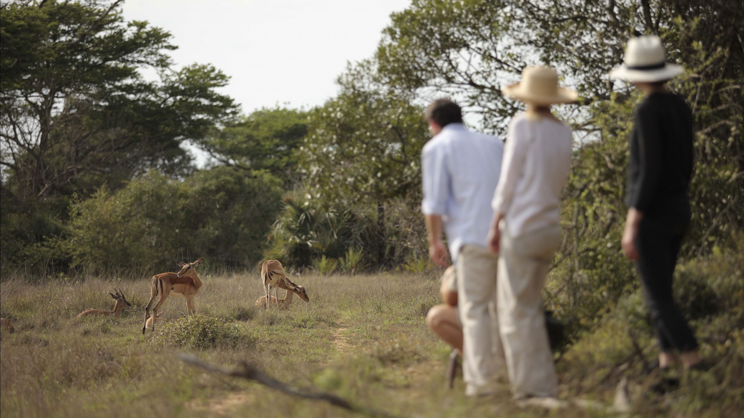 Phinda Forest Lodge