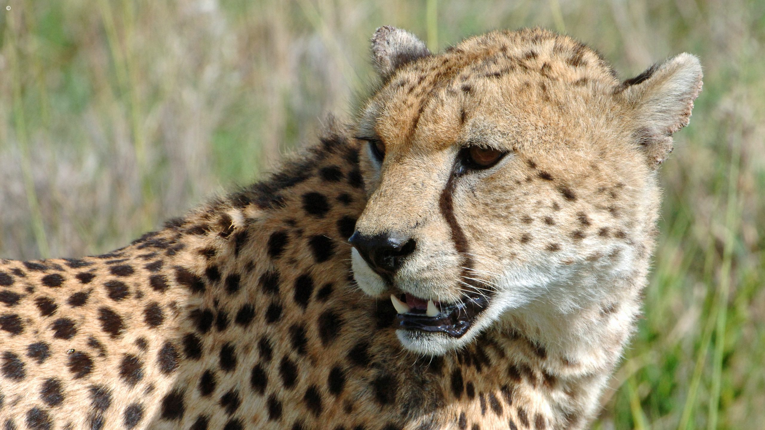 Phinda Private Game Reserve