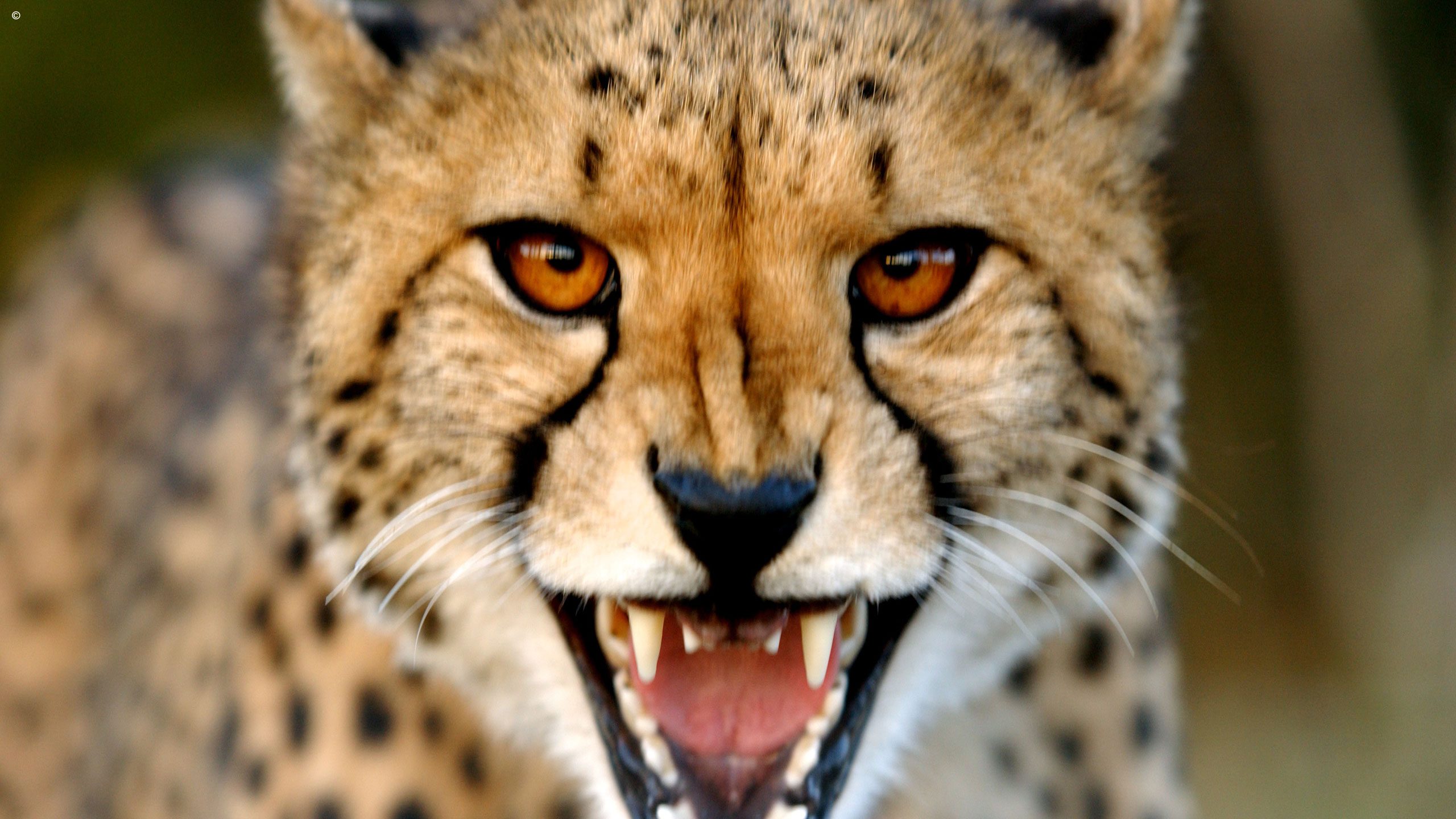 Thanda Private Game Reserve