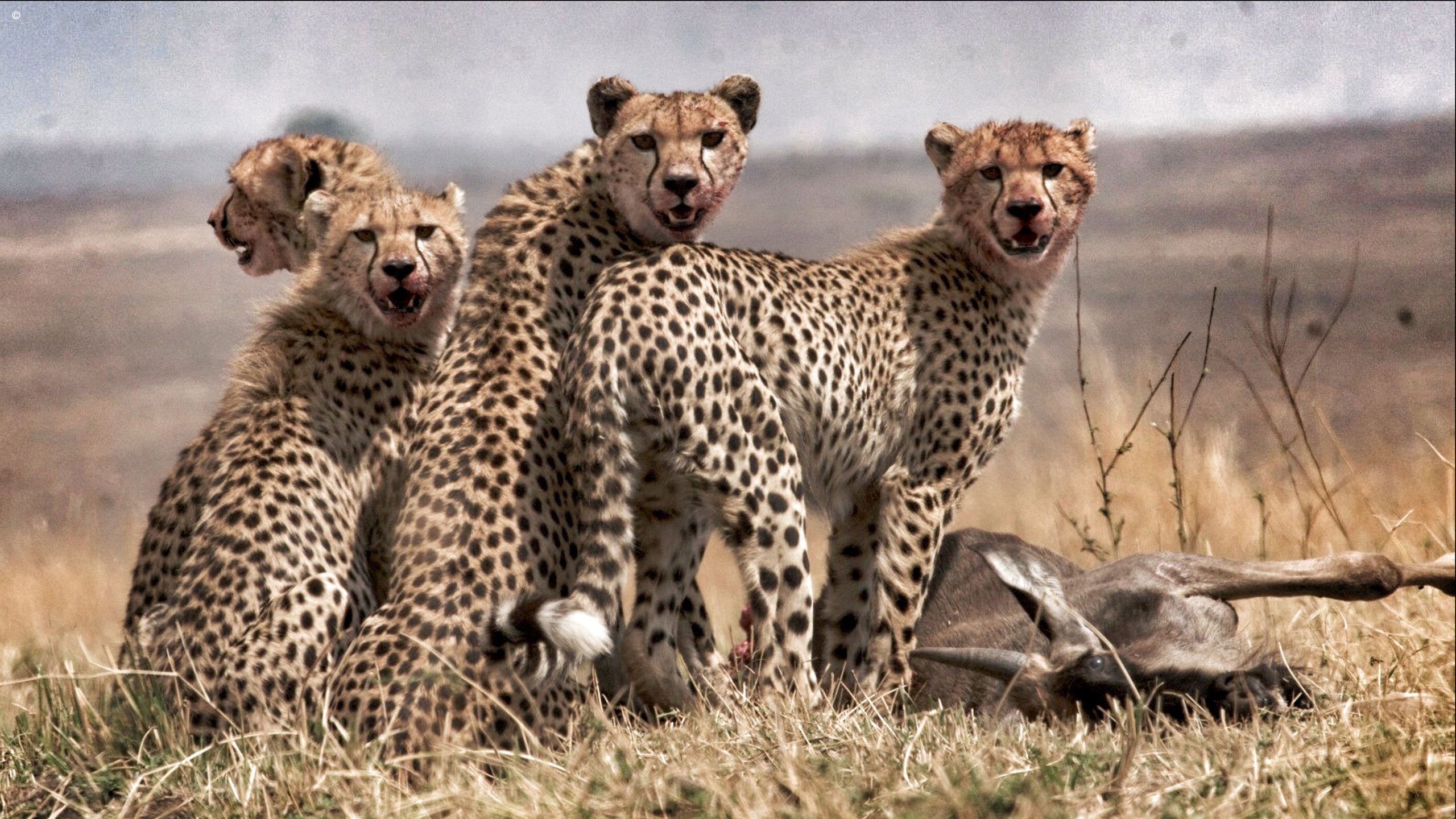 Serian Serengeti North