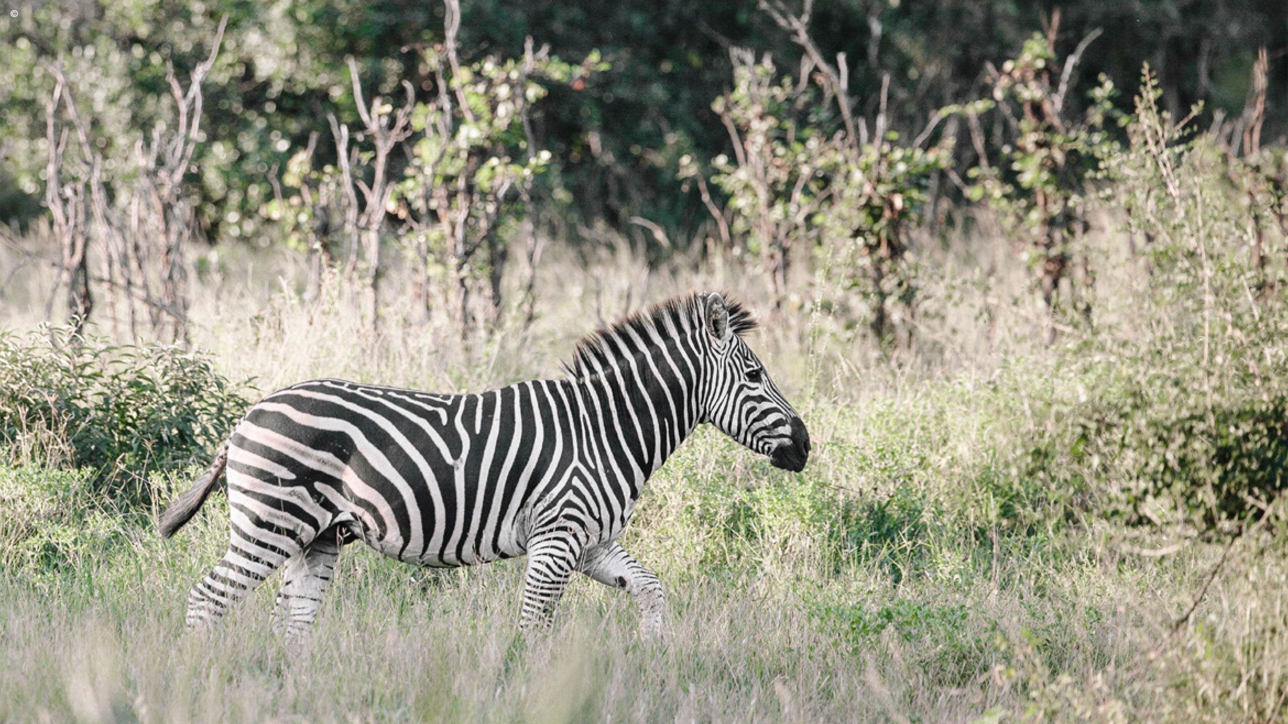 Chilo Gorge Safari Lodge