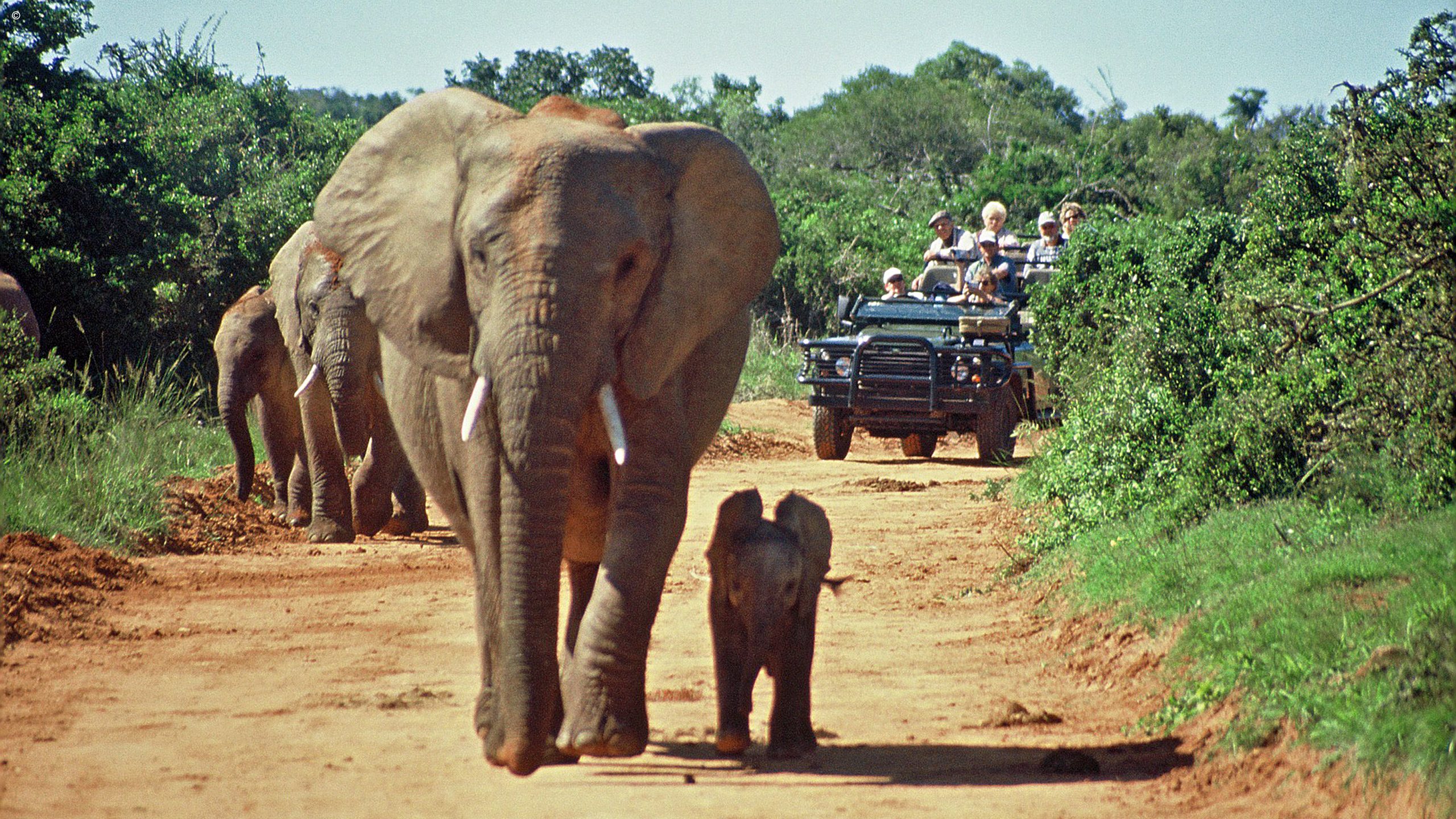 Addo Elephant Park