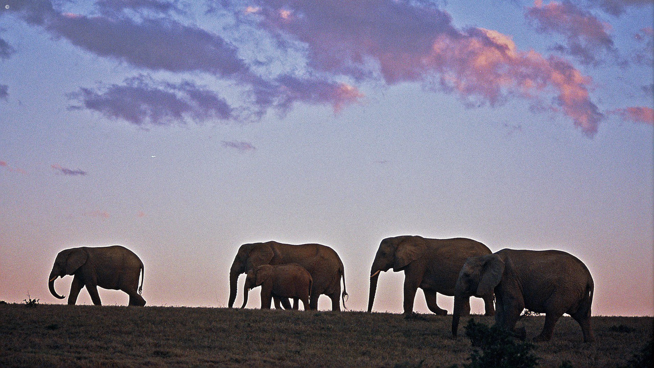 Addo Elephant Park