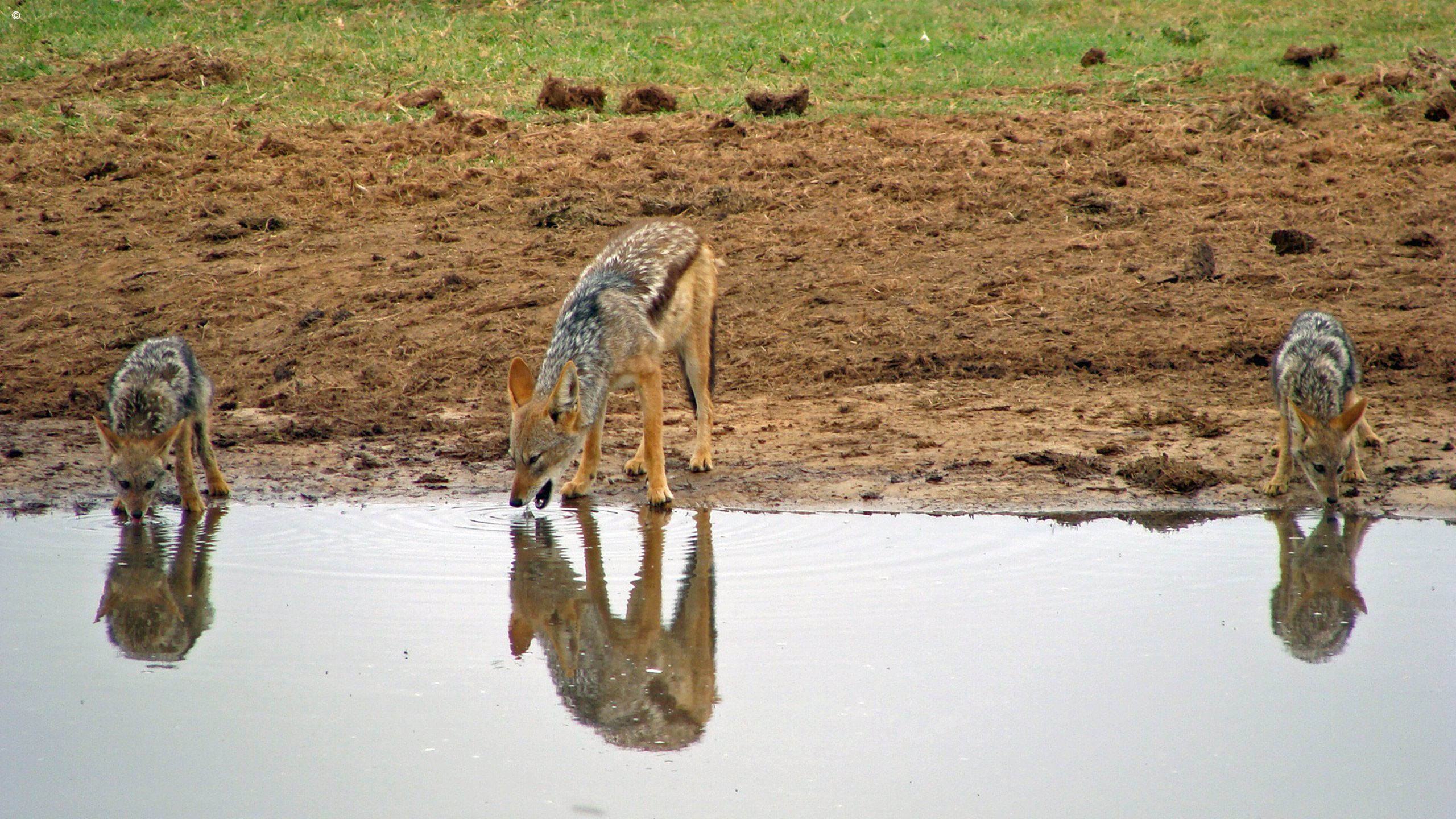 Addo Elephant Park