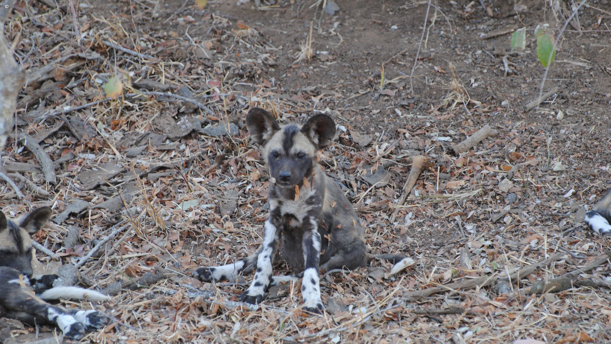 Thornybush Waterbuck Lodge