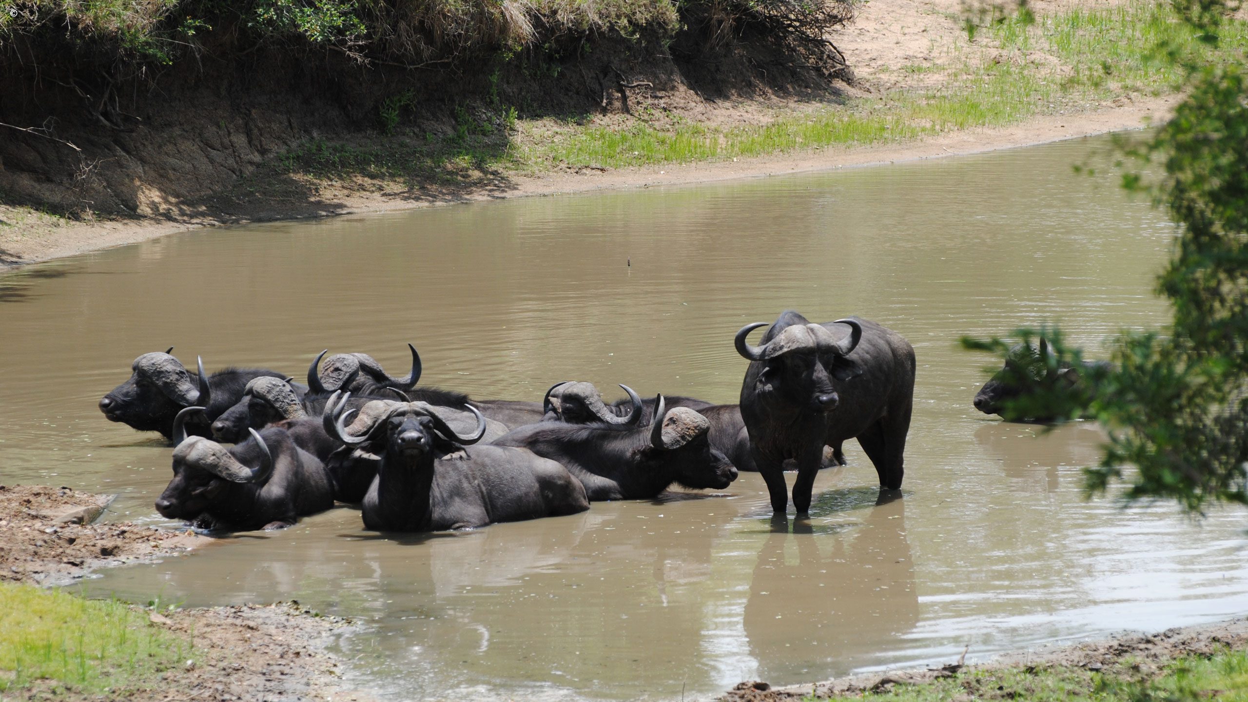 Thornybush Waterbuck Lodge